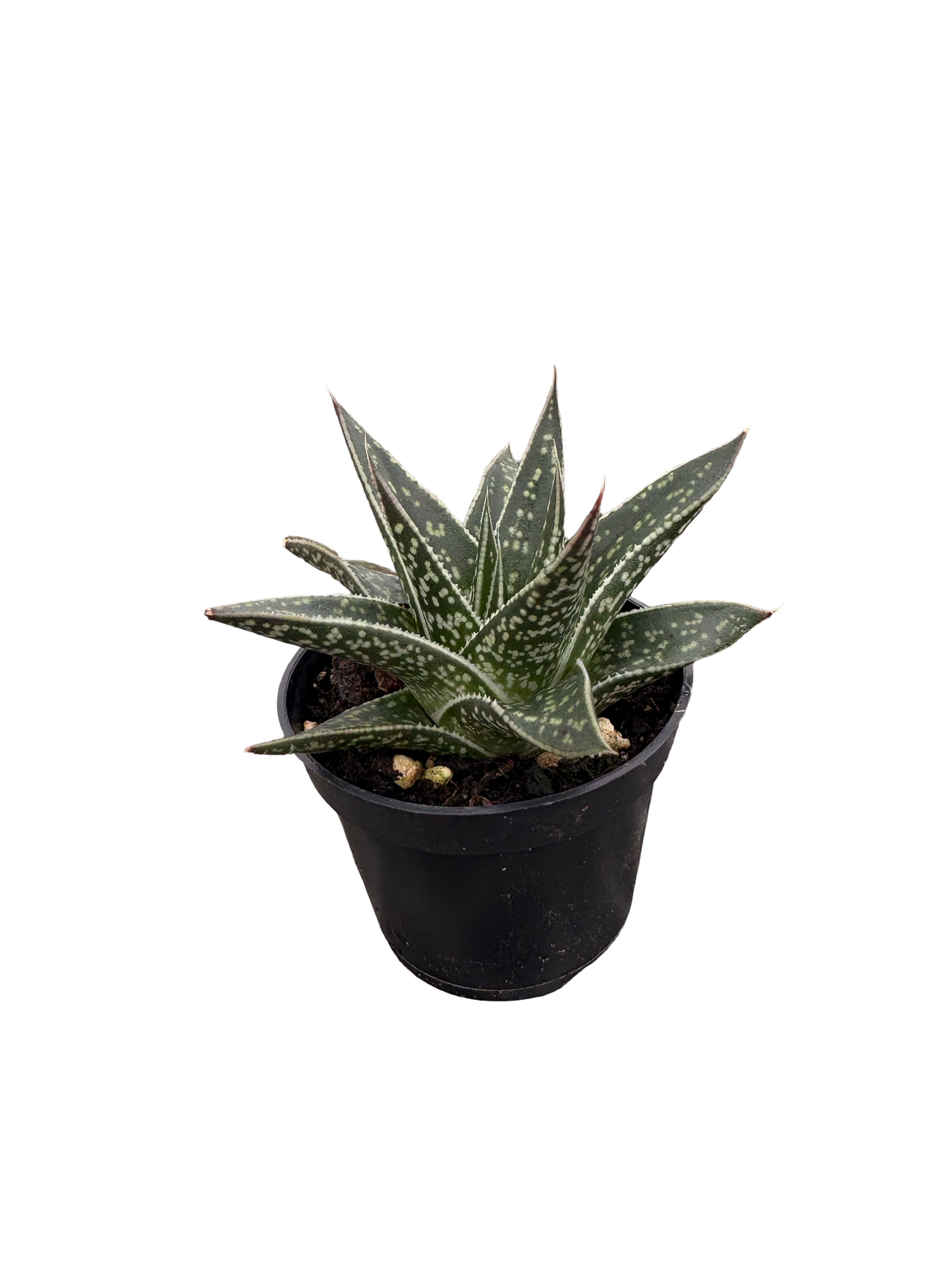 2" Haworthia Kyaka