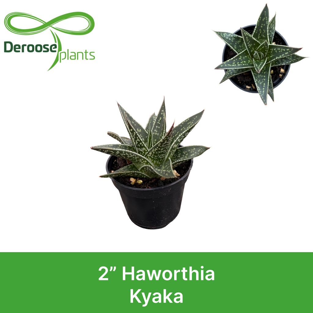 2" Haworthia Kyaka