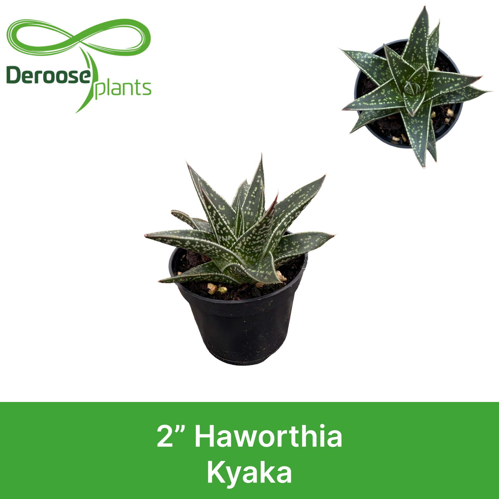 2" Haworthia Kyaka