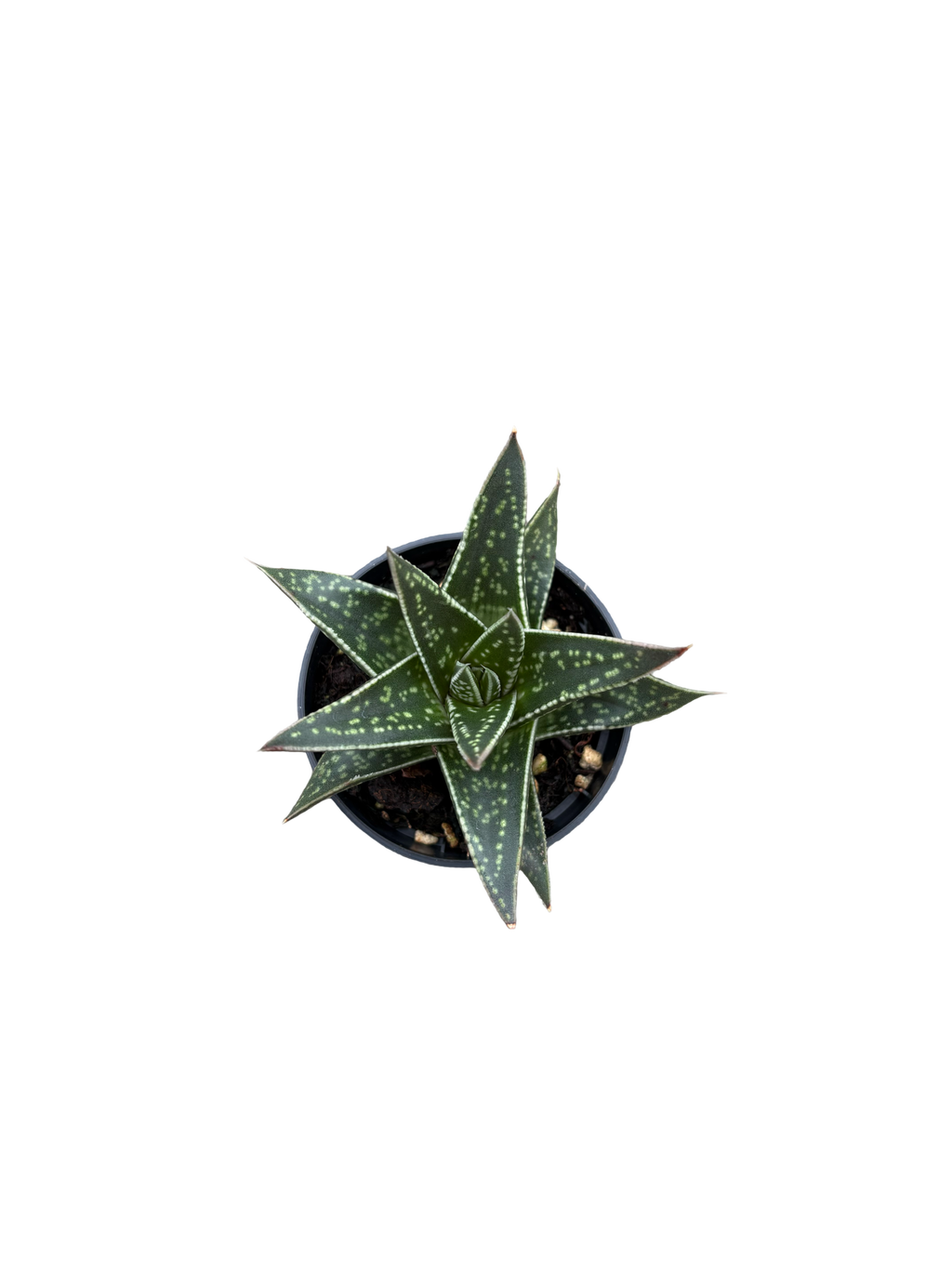 2" Haworthia Kyaka