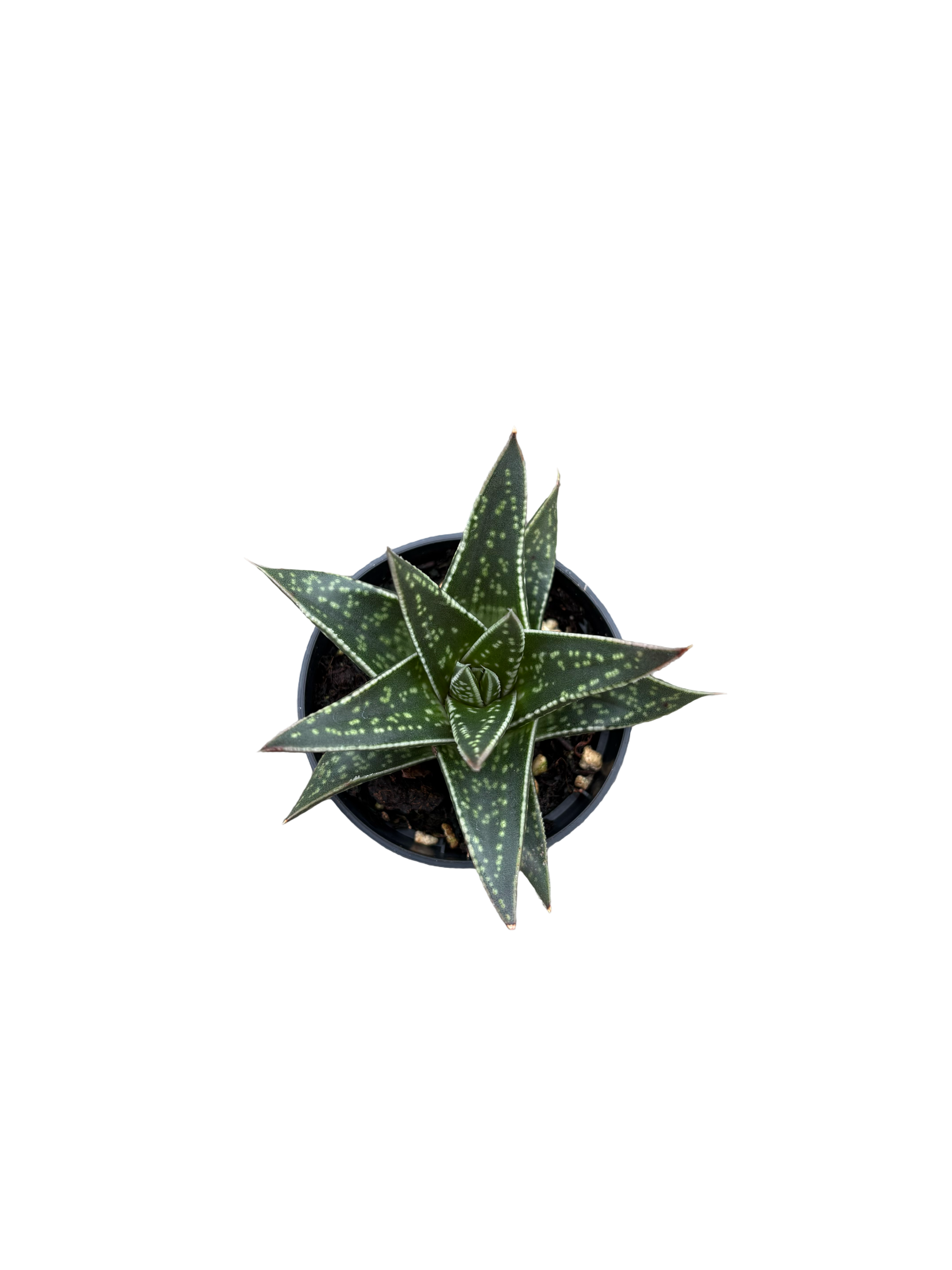 2" Haworthia Kyaka