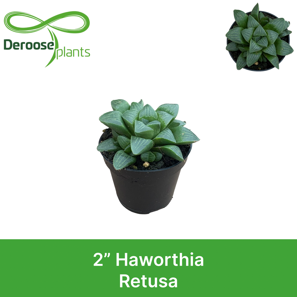 2" Haworthia Retusa