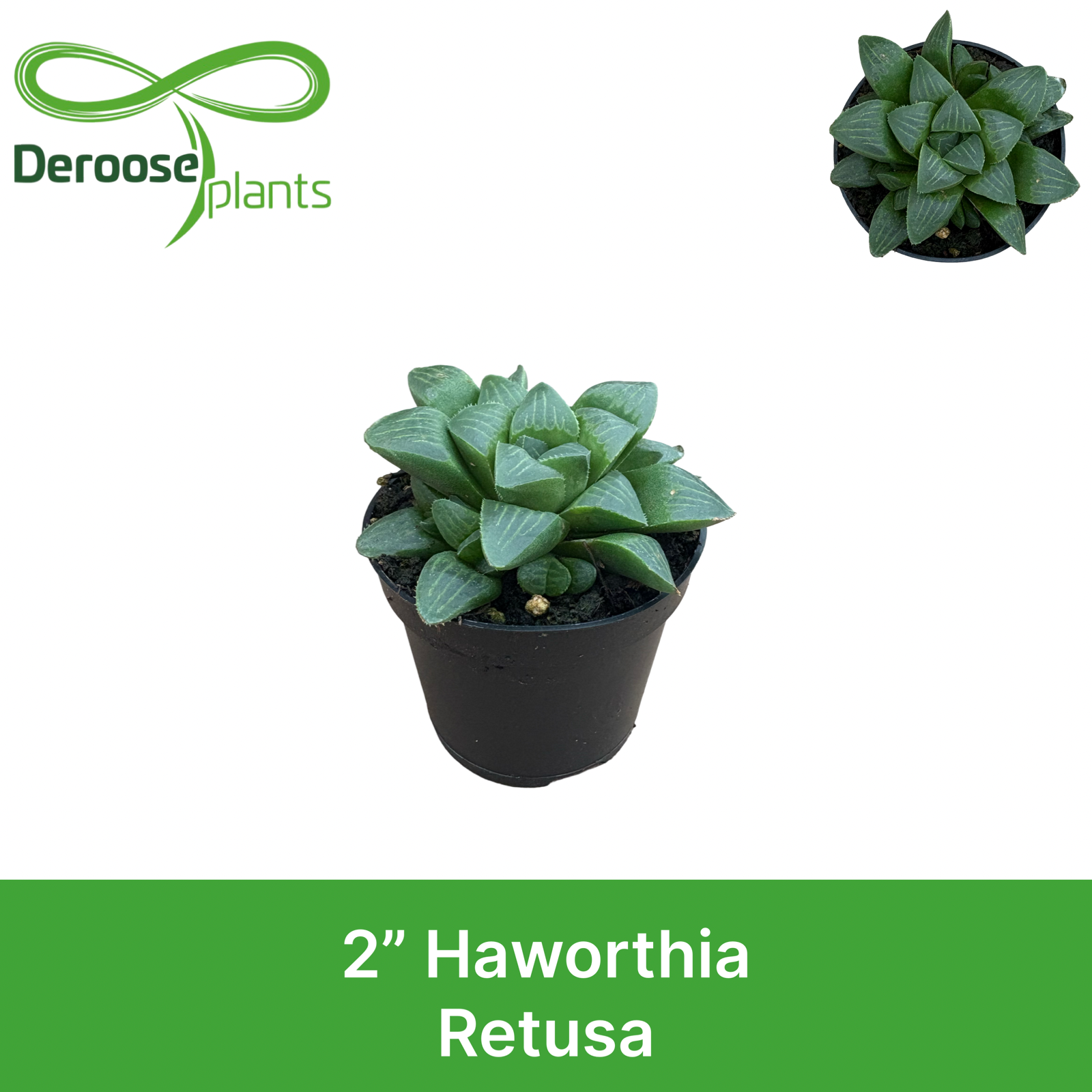 2" Haworthia Retusa