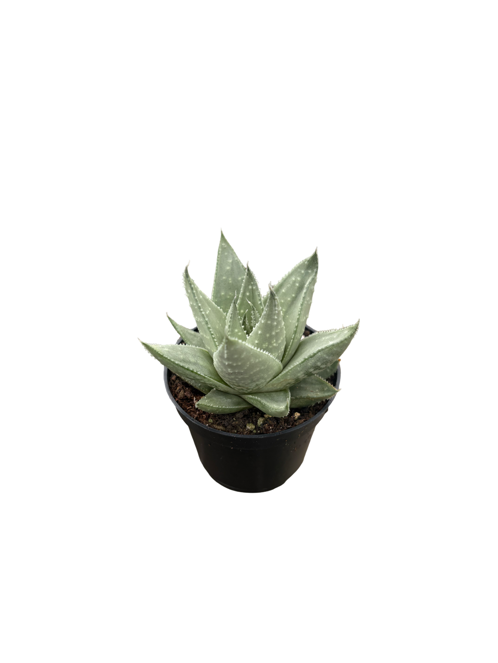 2" Haworthia Savanna