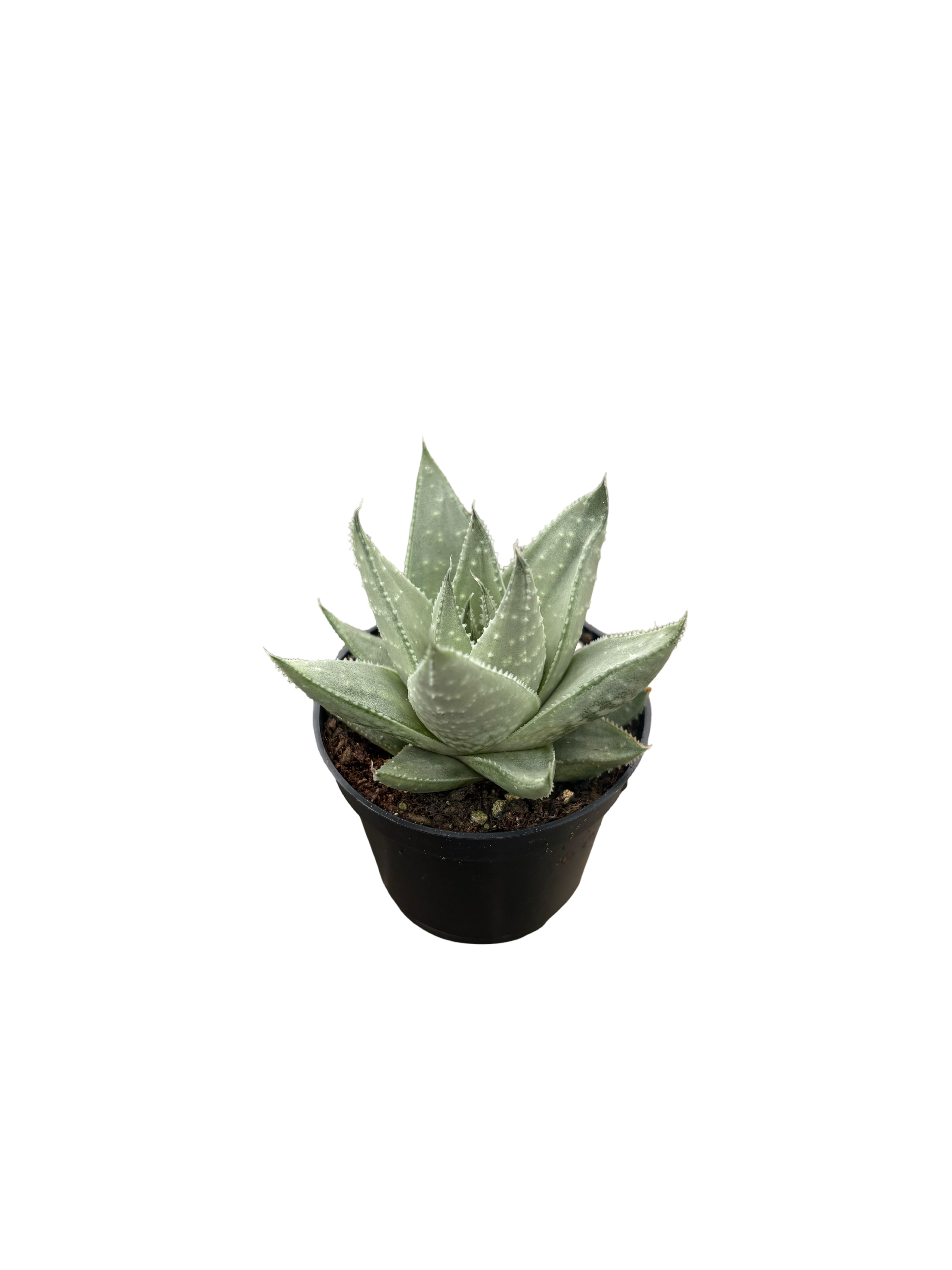 2" Haworthia Savanna