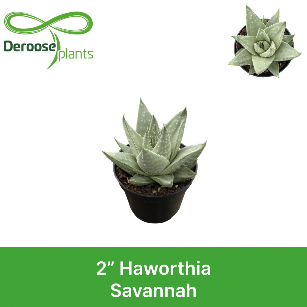 2" Haworthia Savanna
