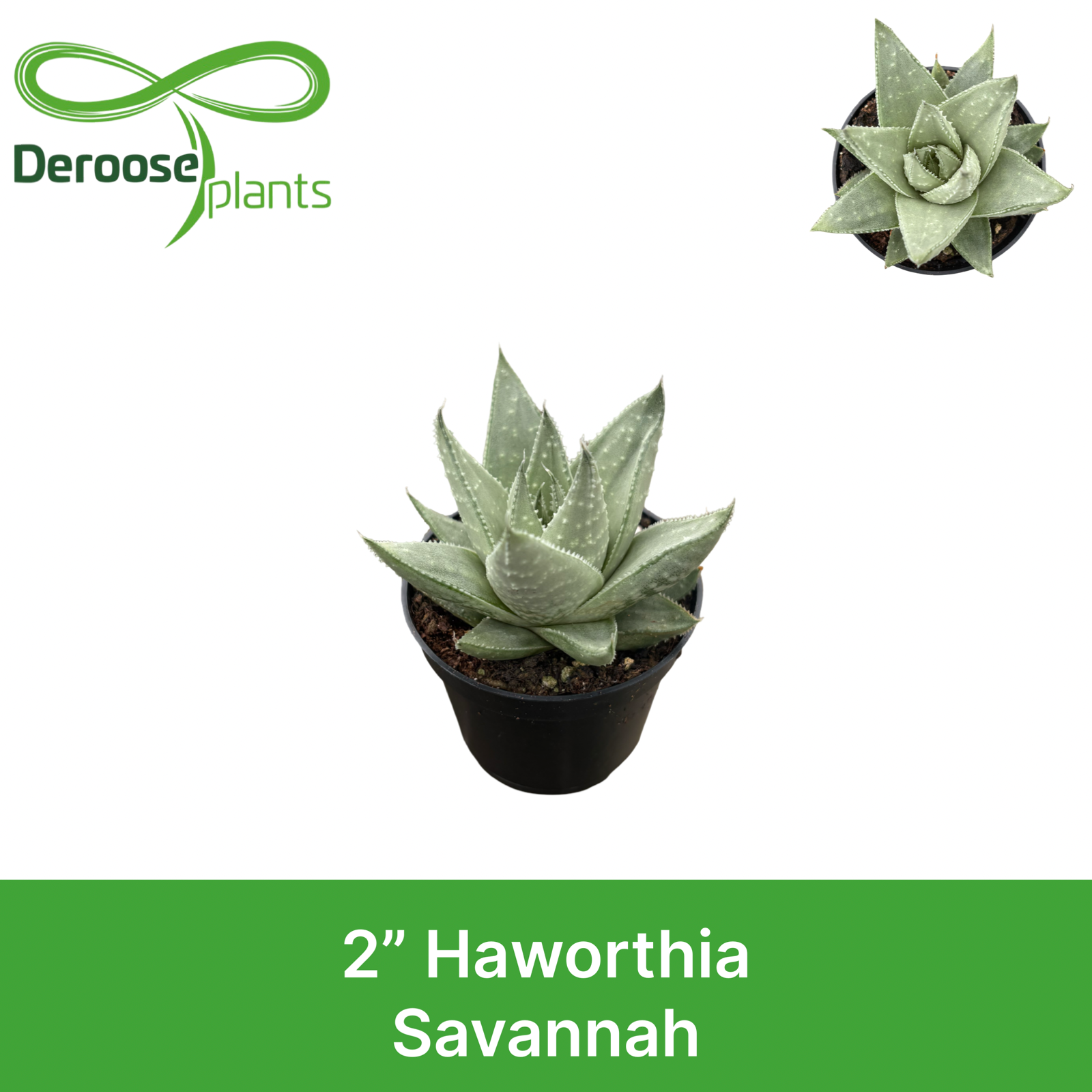 2" Haworthia Savanna