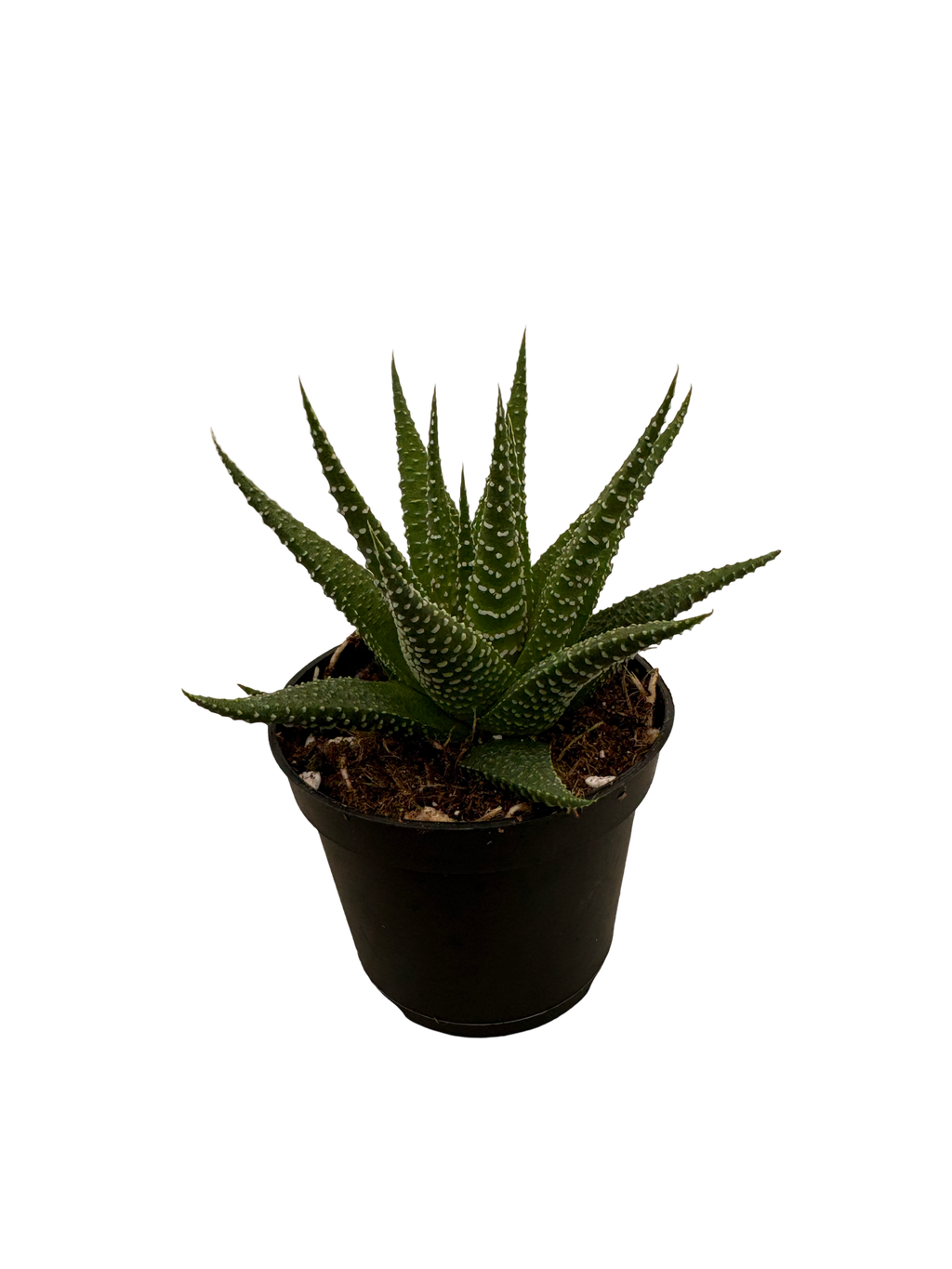 2" Haworthia Universe