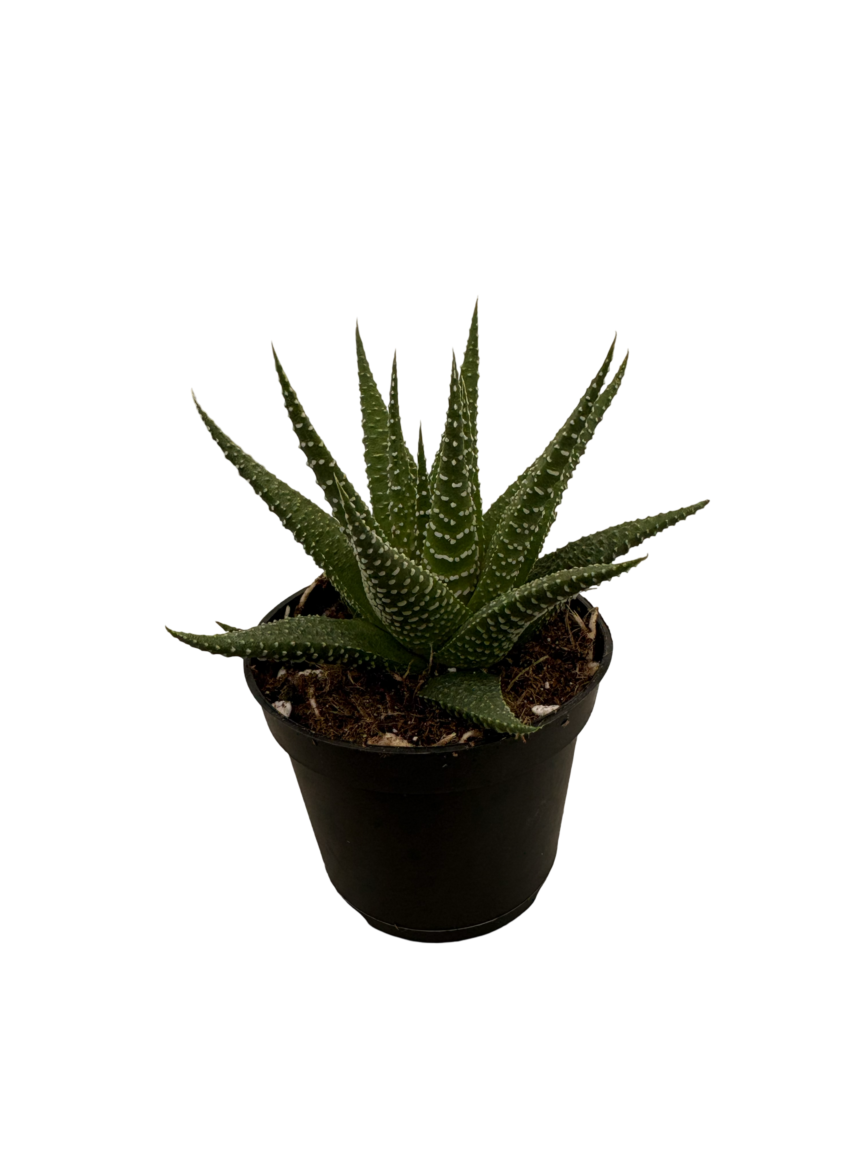 2" Haworthia Universe