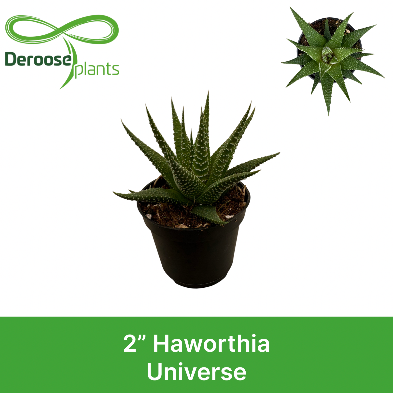 2" Haworthia Universe