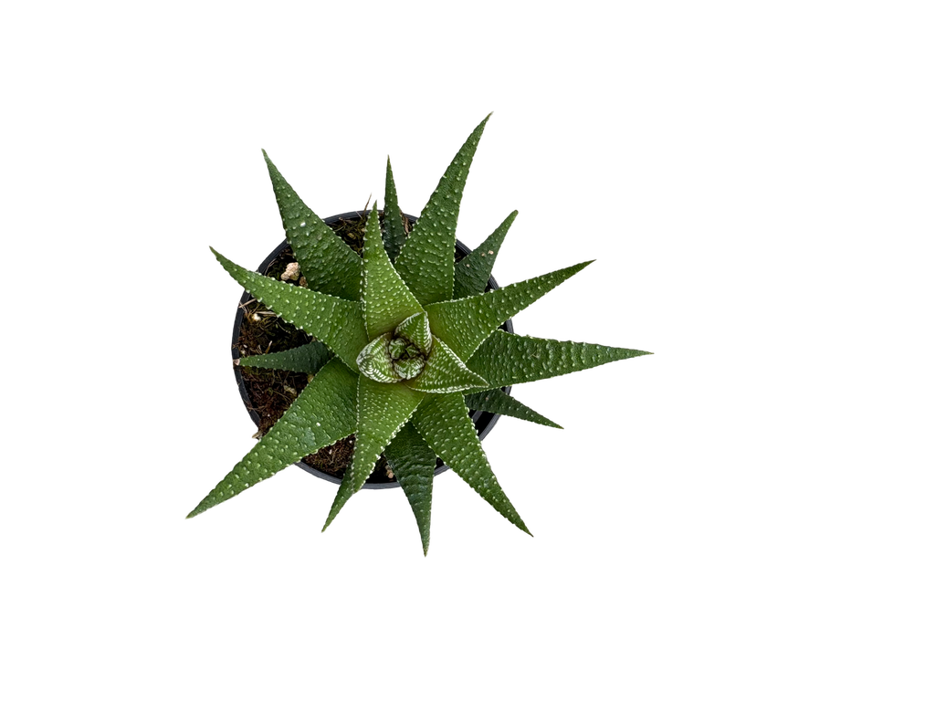 2" Haworthia Universe