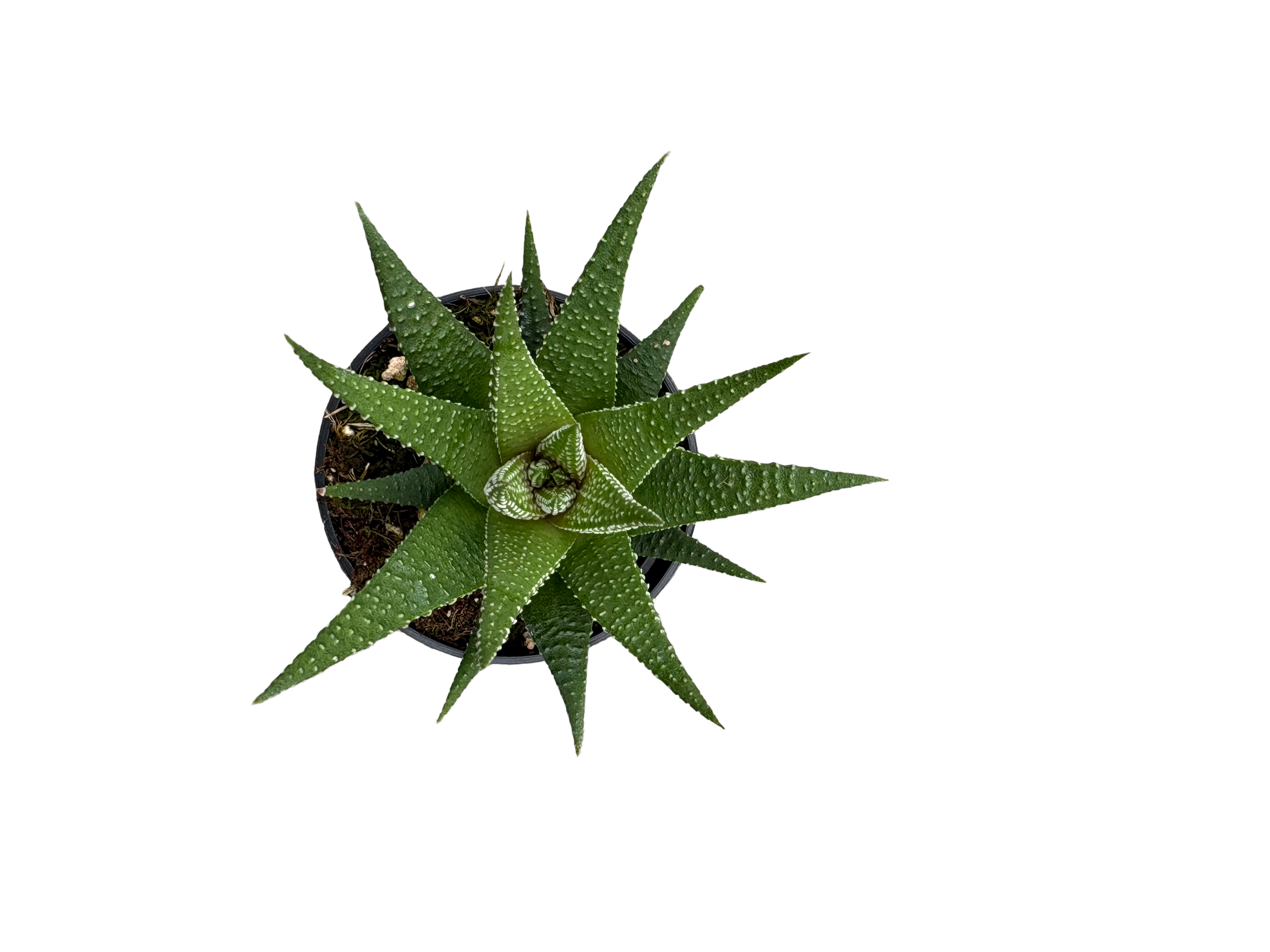 2" Haworthia Universe