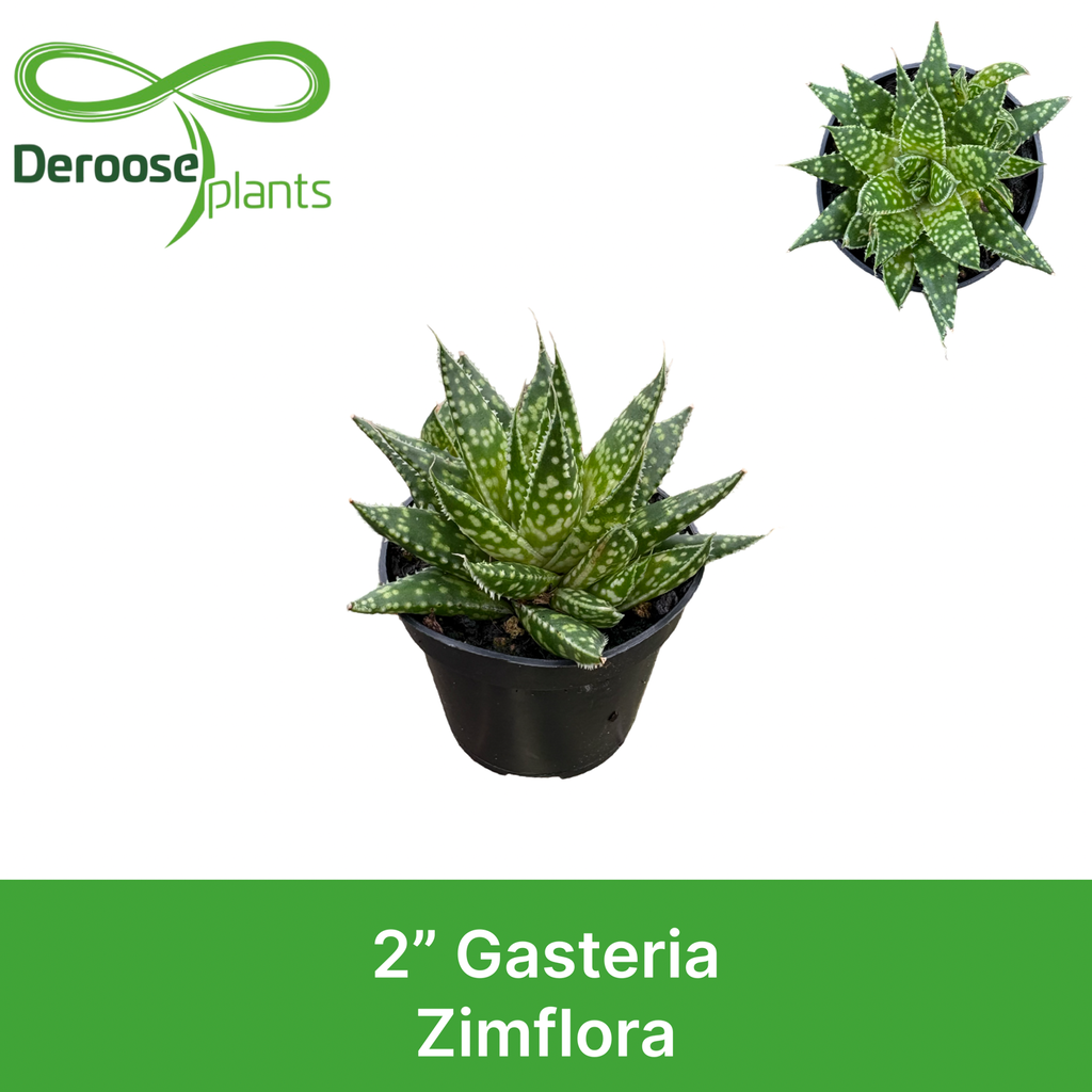 2" Gasteria Zimflora