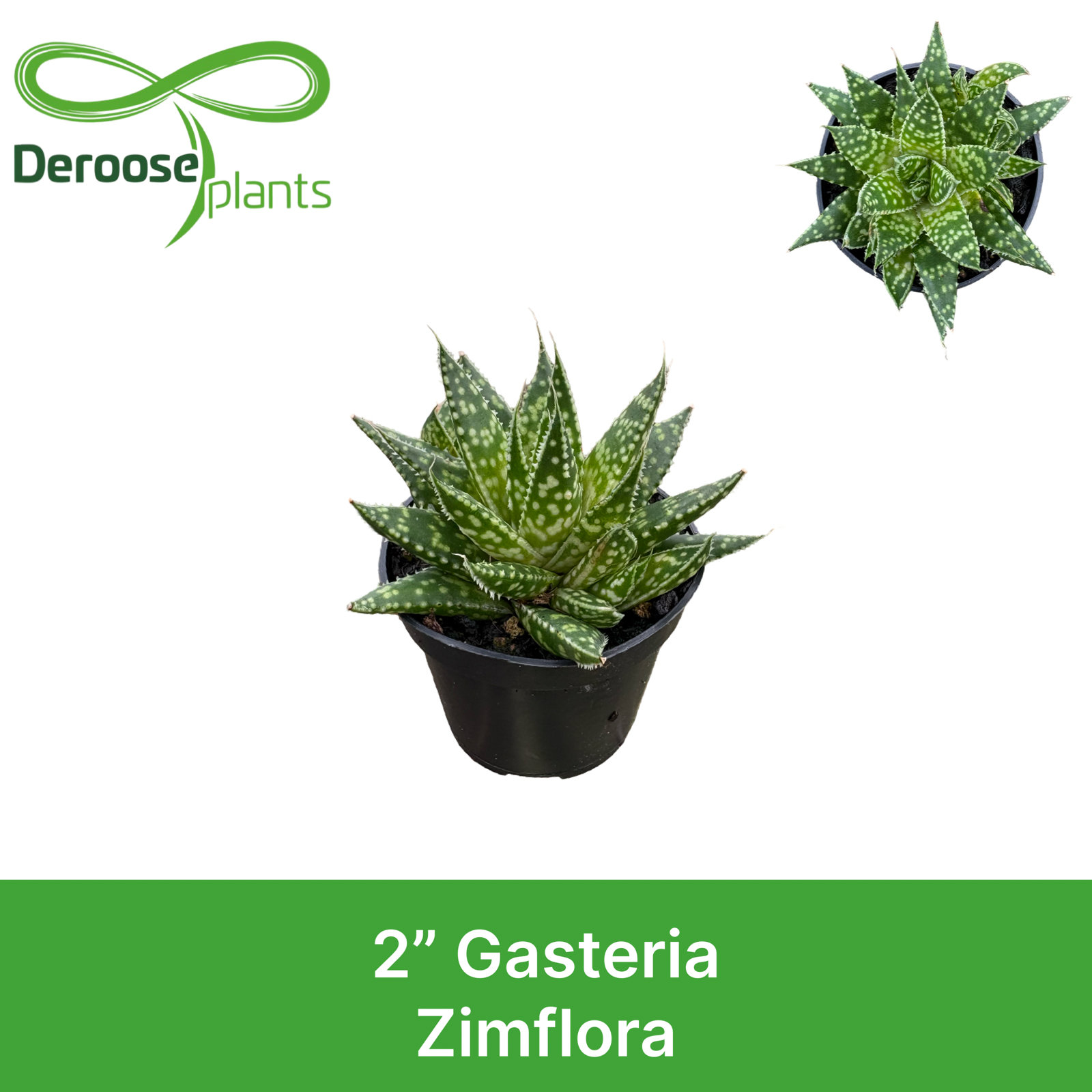 2" Gasteria Zimflora
