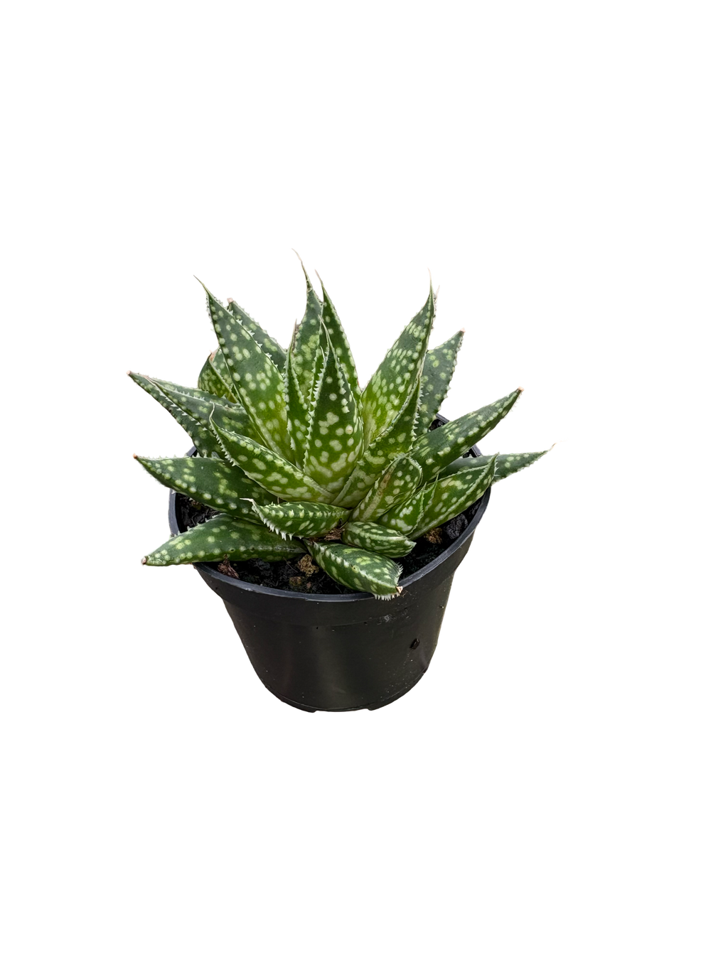 2" Gasteria Zimflora