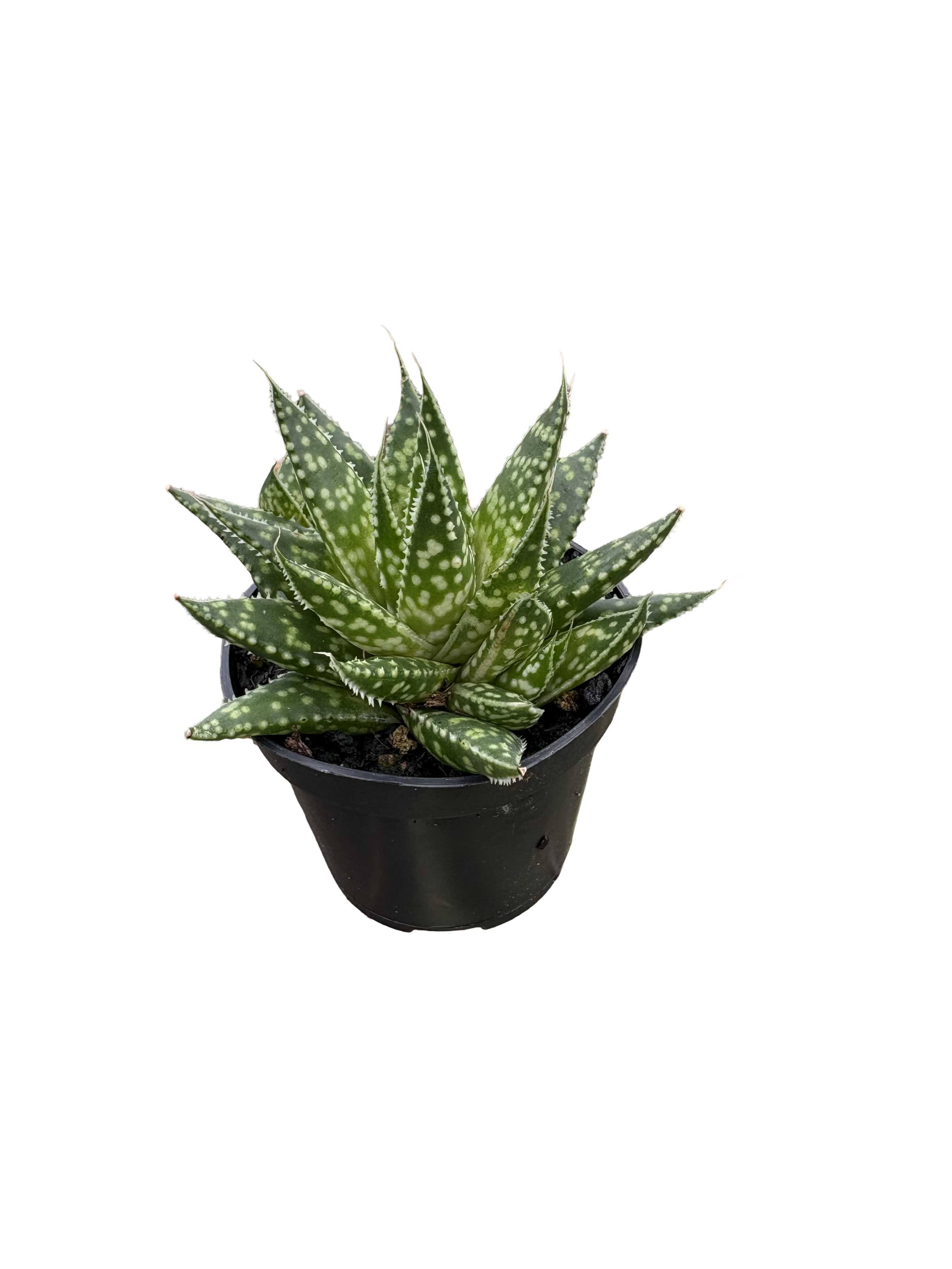 2" Gasteria Zimflora