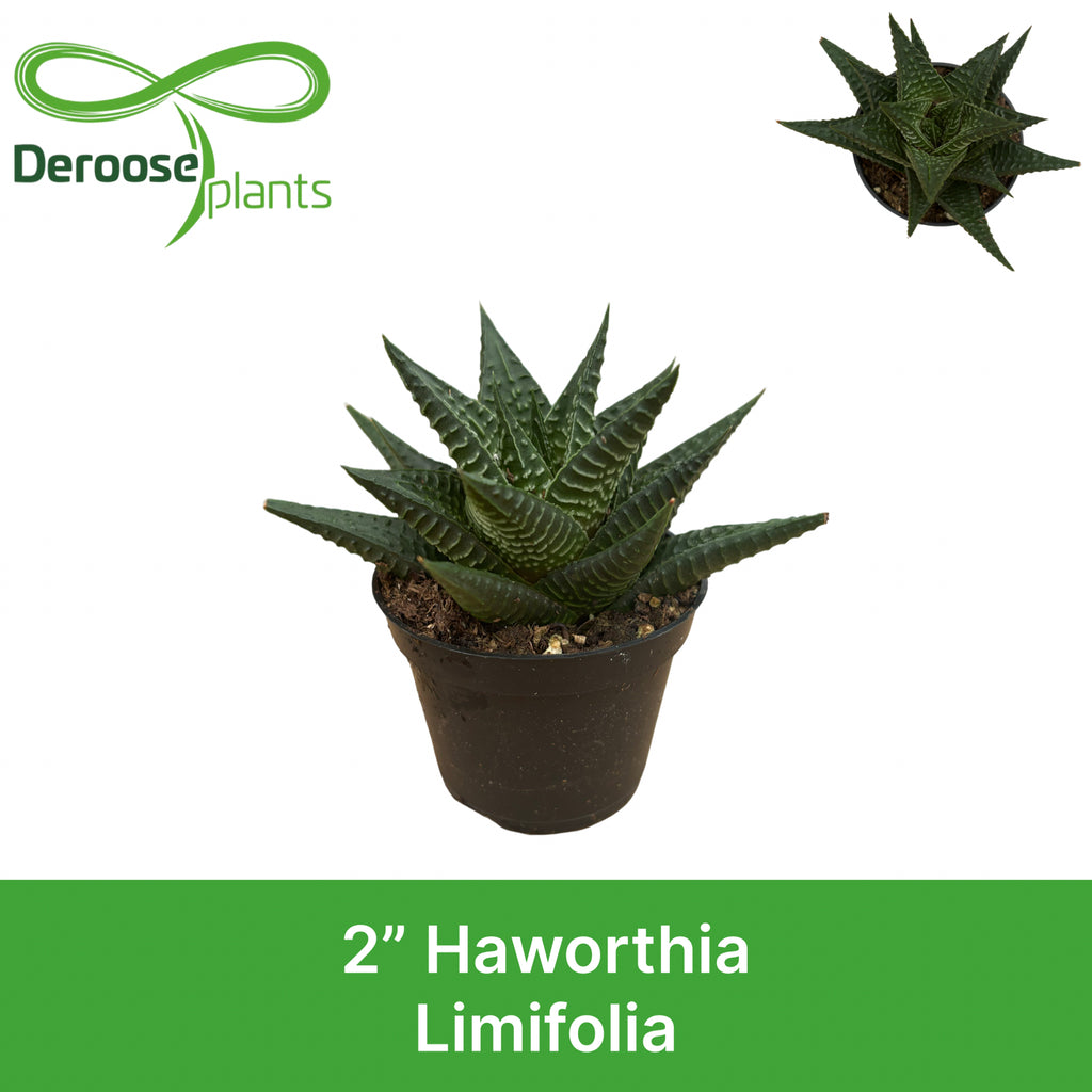 2" Haworthia Limifolia