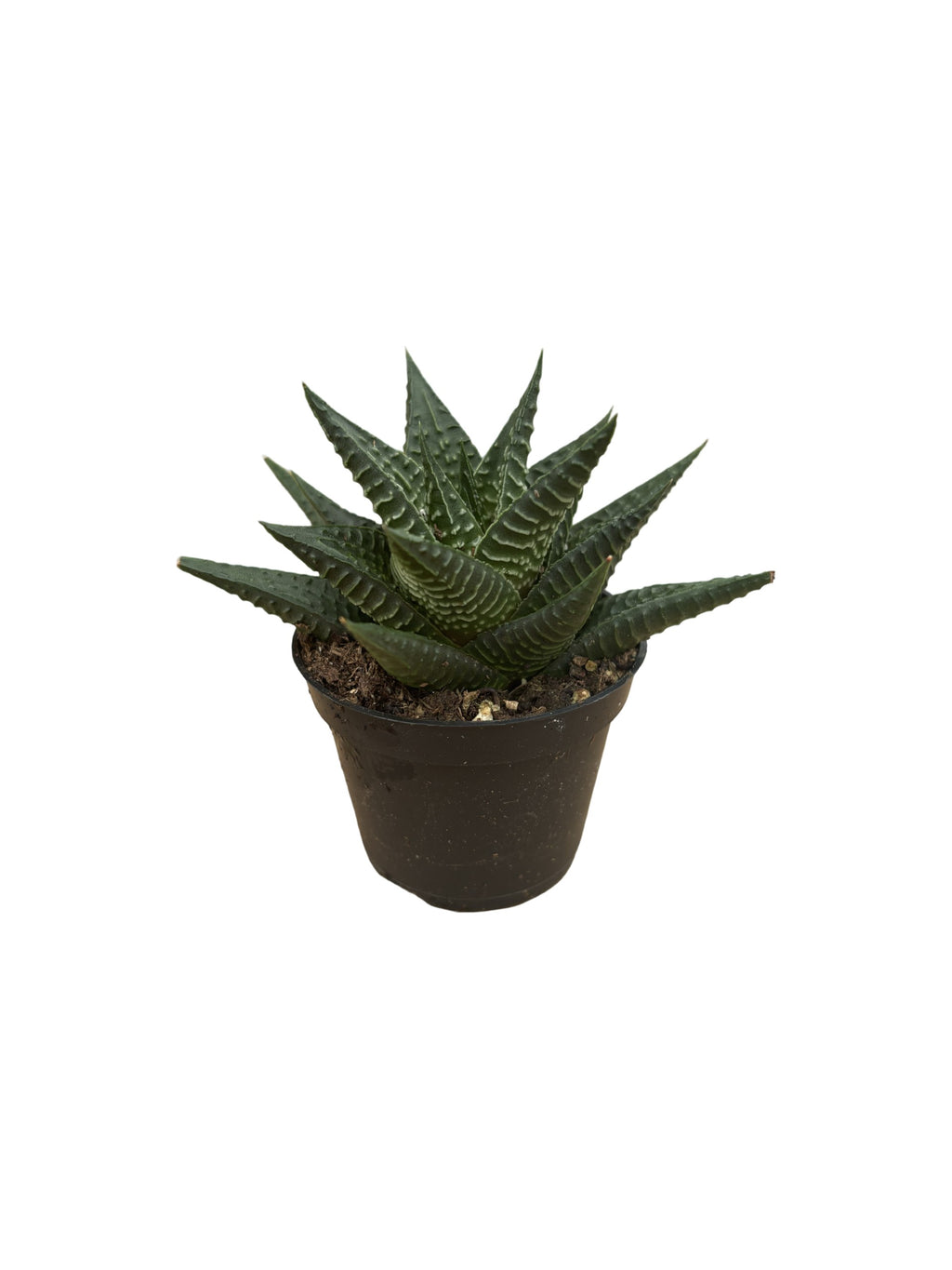 2" Haworthia Limifolia