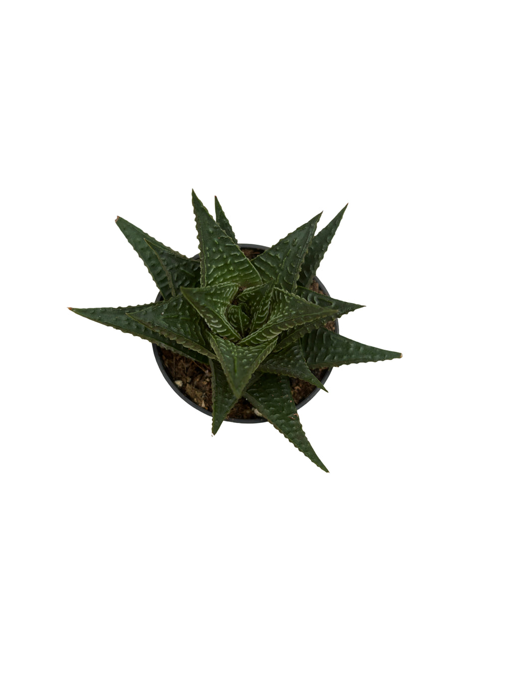 2" Haworthia Limifolia