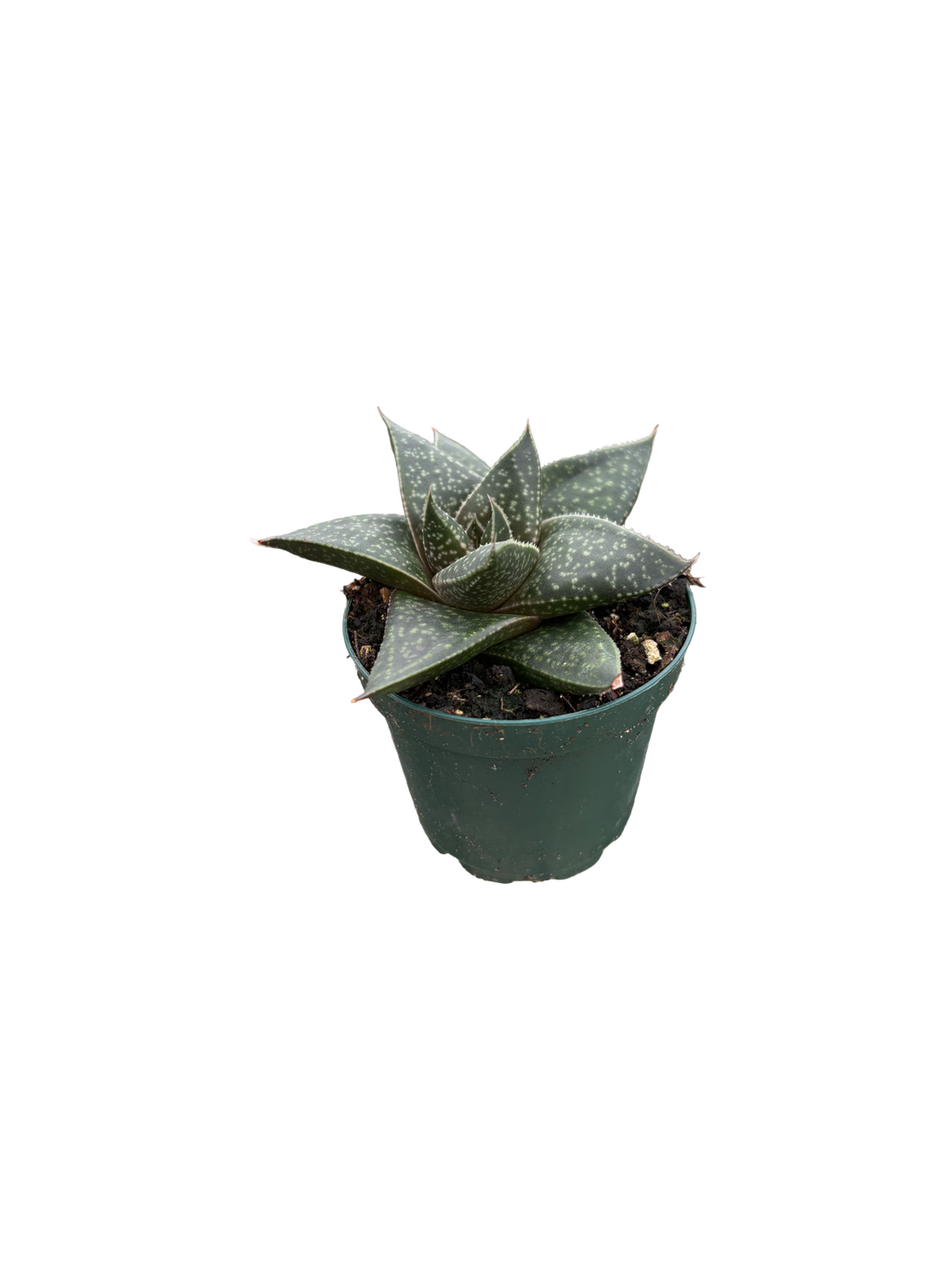 2" Haworthia Limpopo