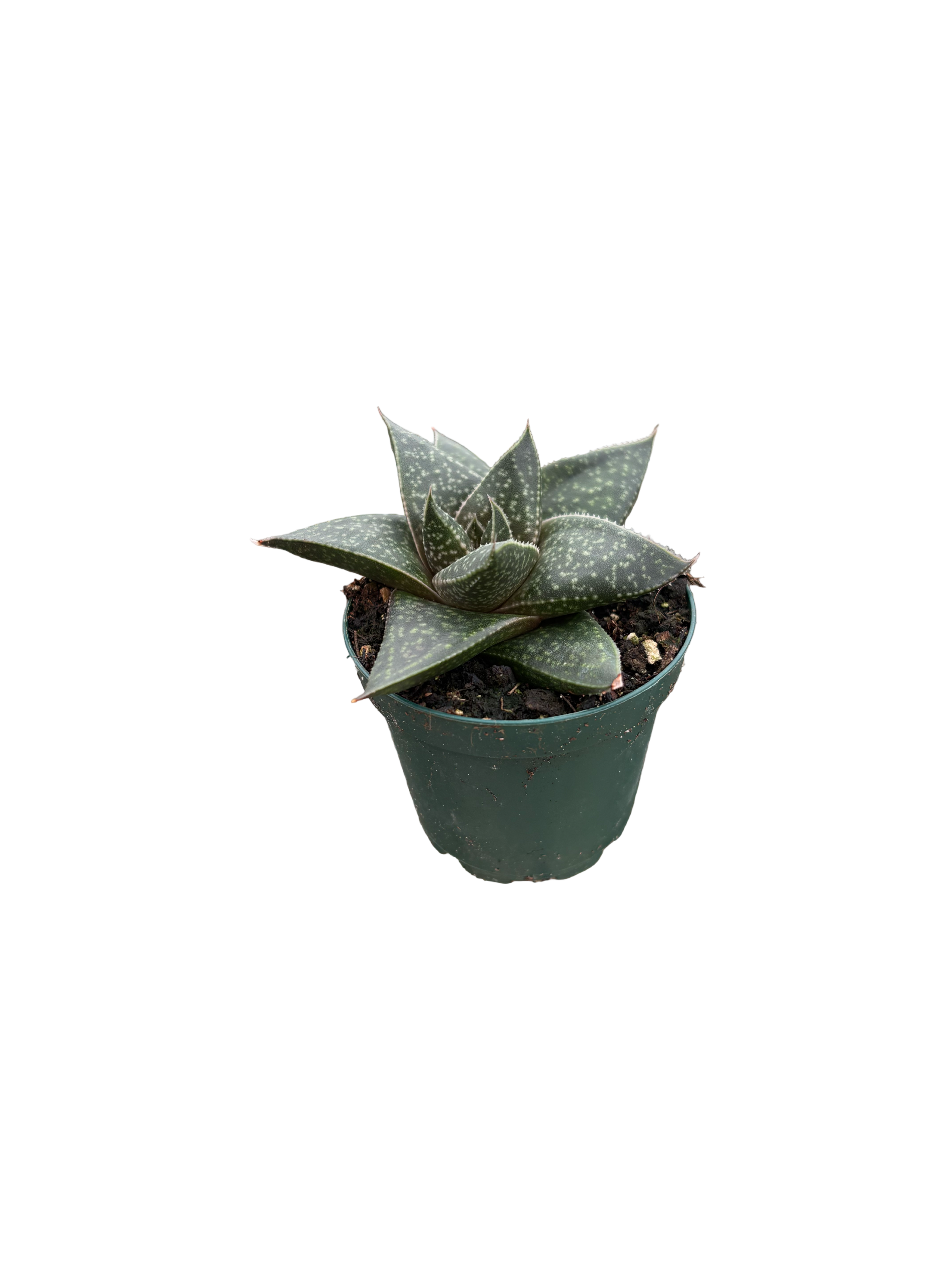 2" Haworthia Limpopo
