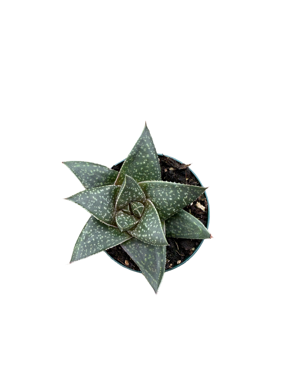 2" Haworthia Limpopo
