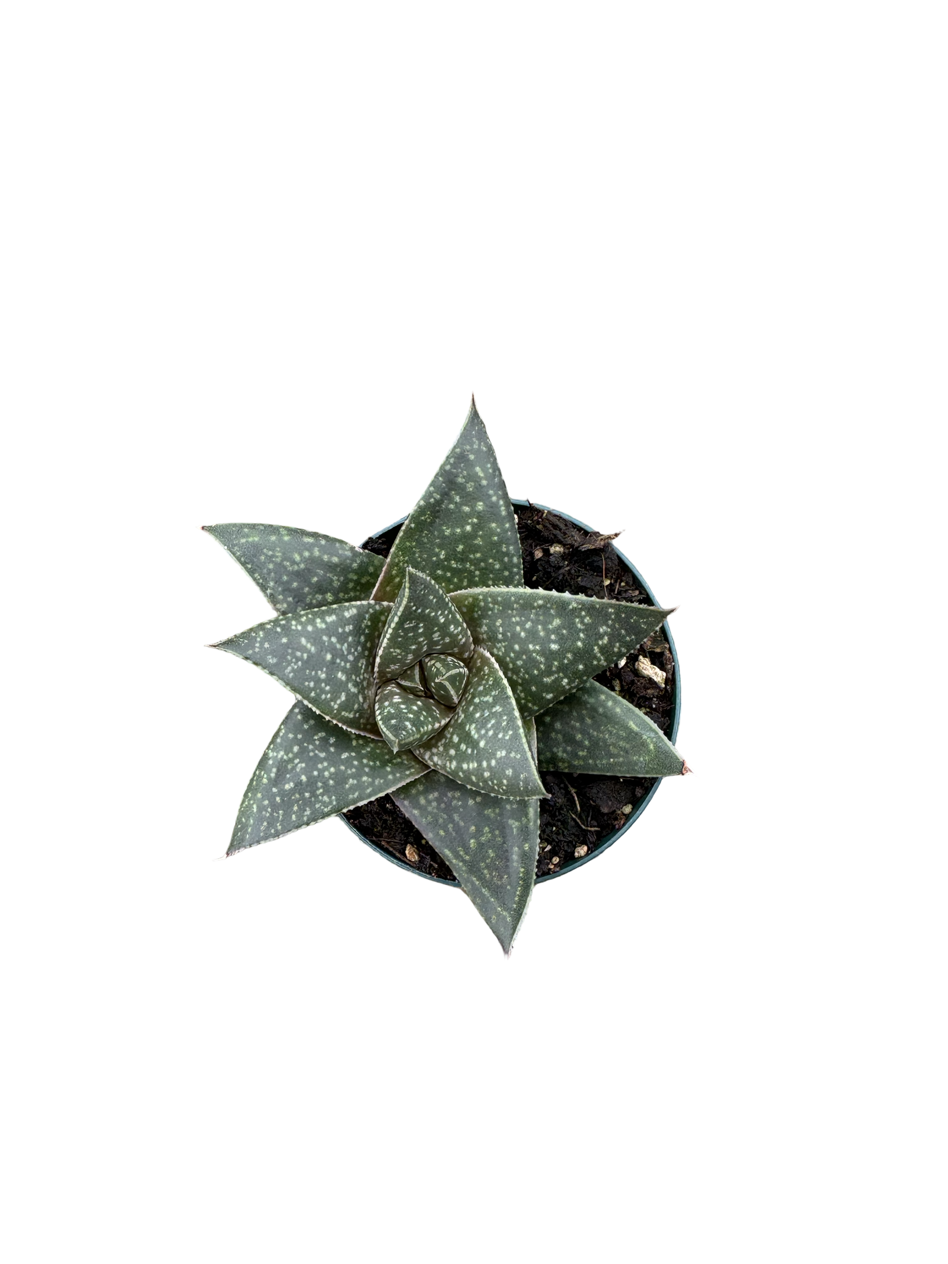 2" Haworthia Limpopo