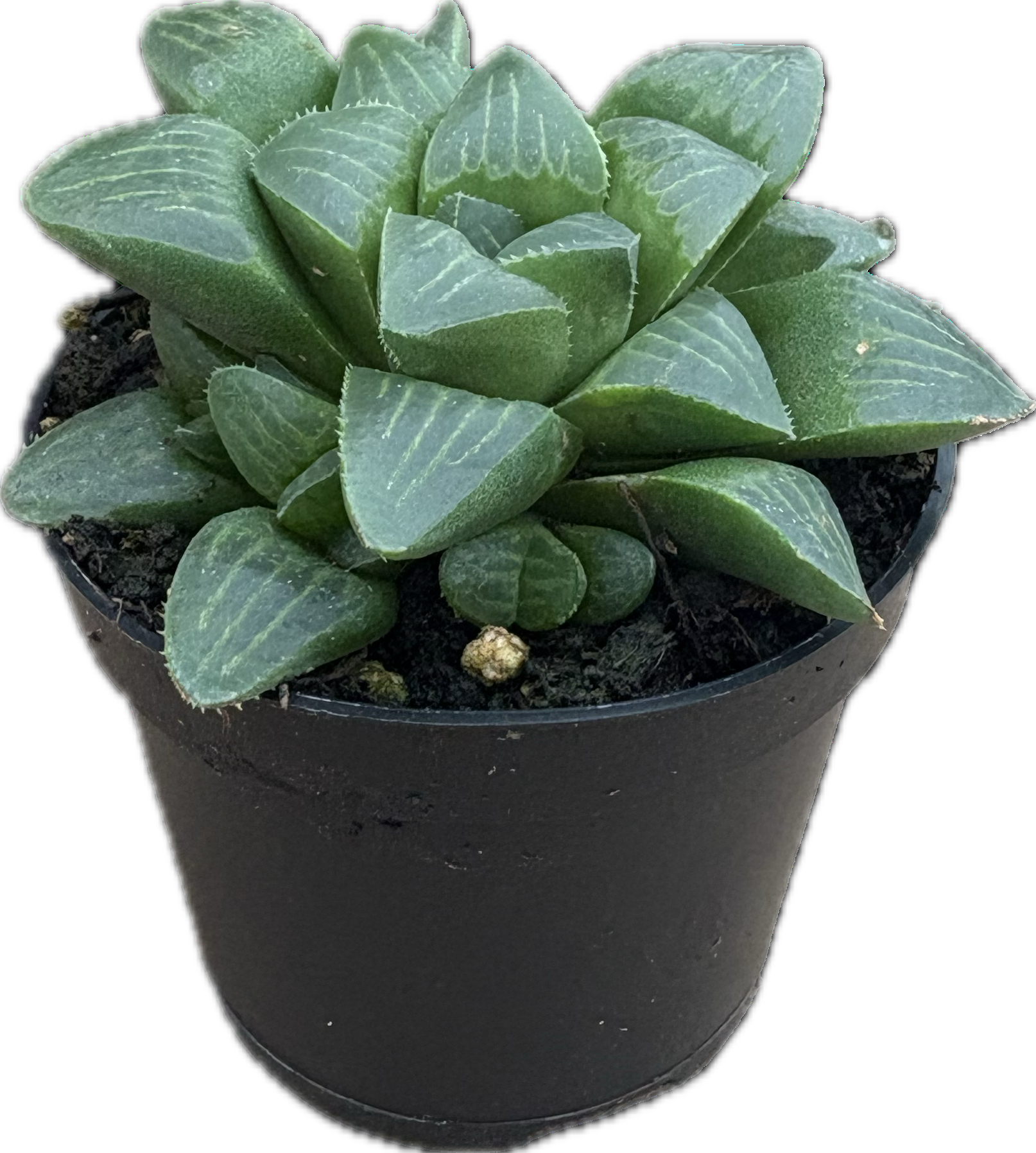 2" Haworthia Retusa