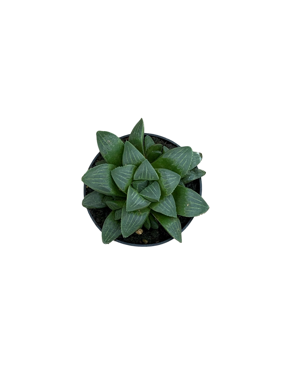 2" Haworthia Retusa