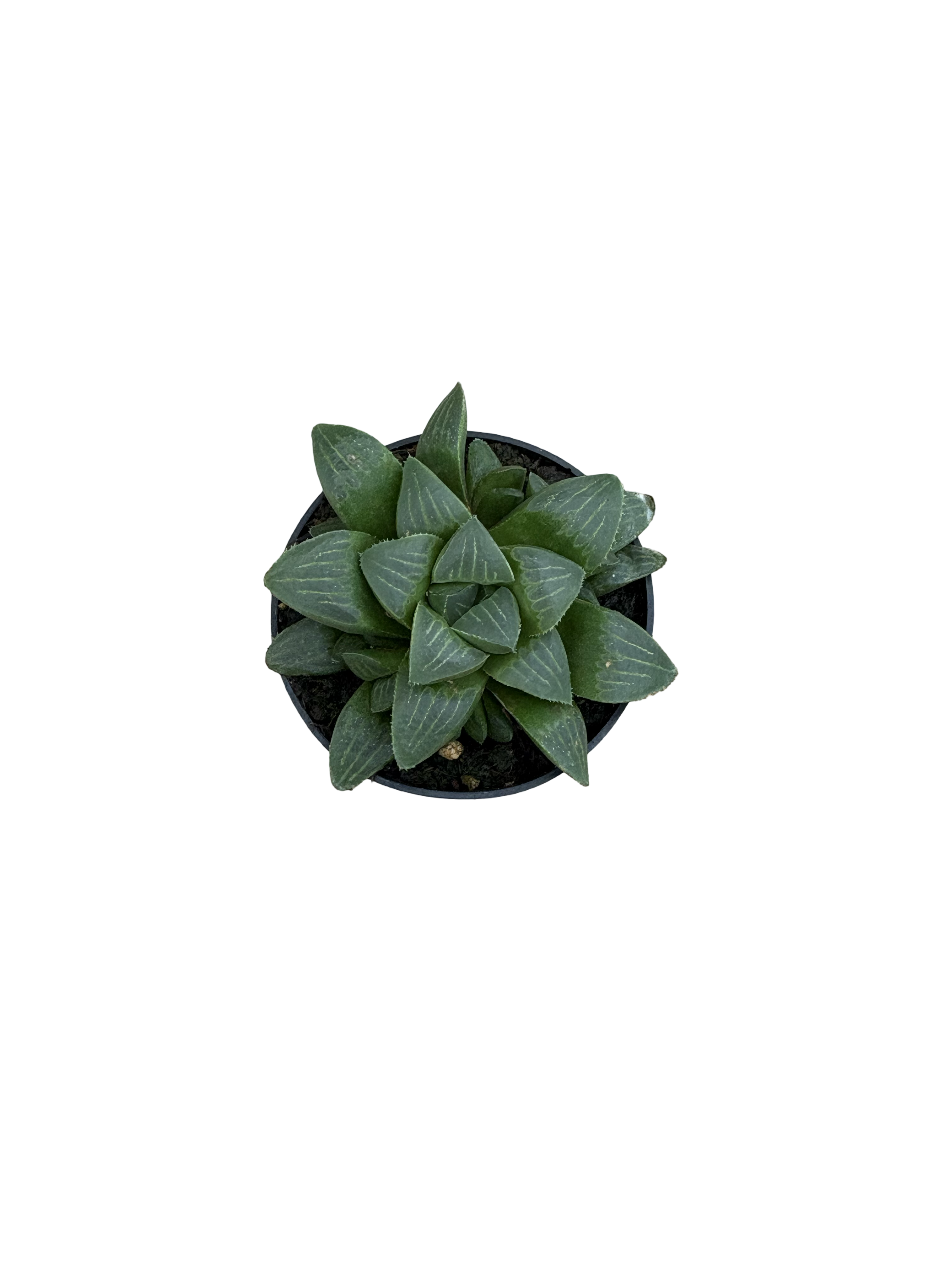 2" Haworthia Retusa