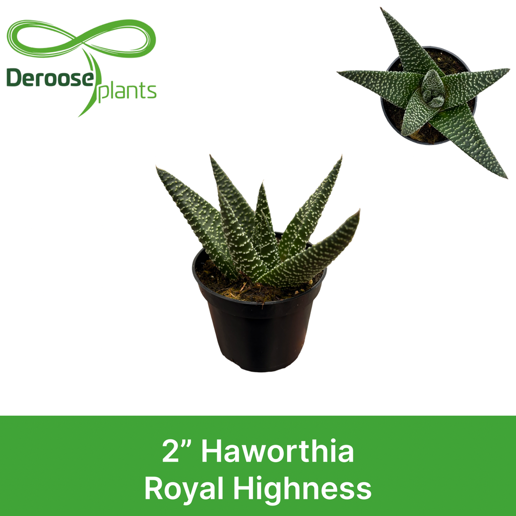 2" Haworthia Royal Highness