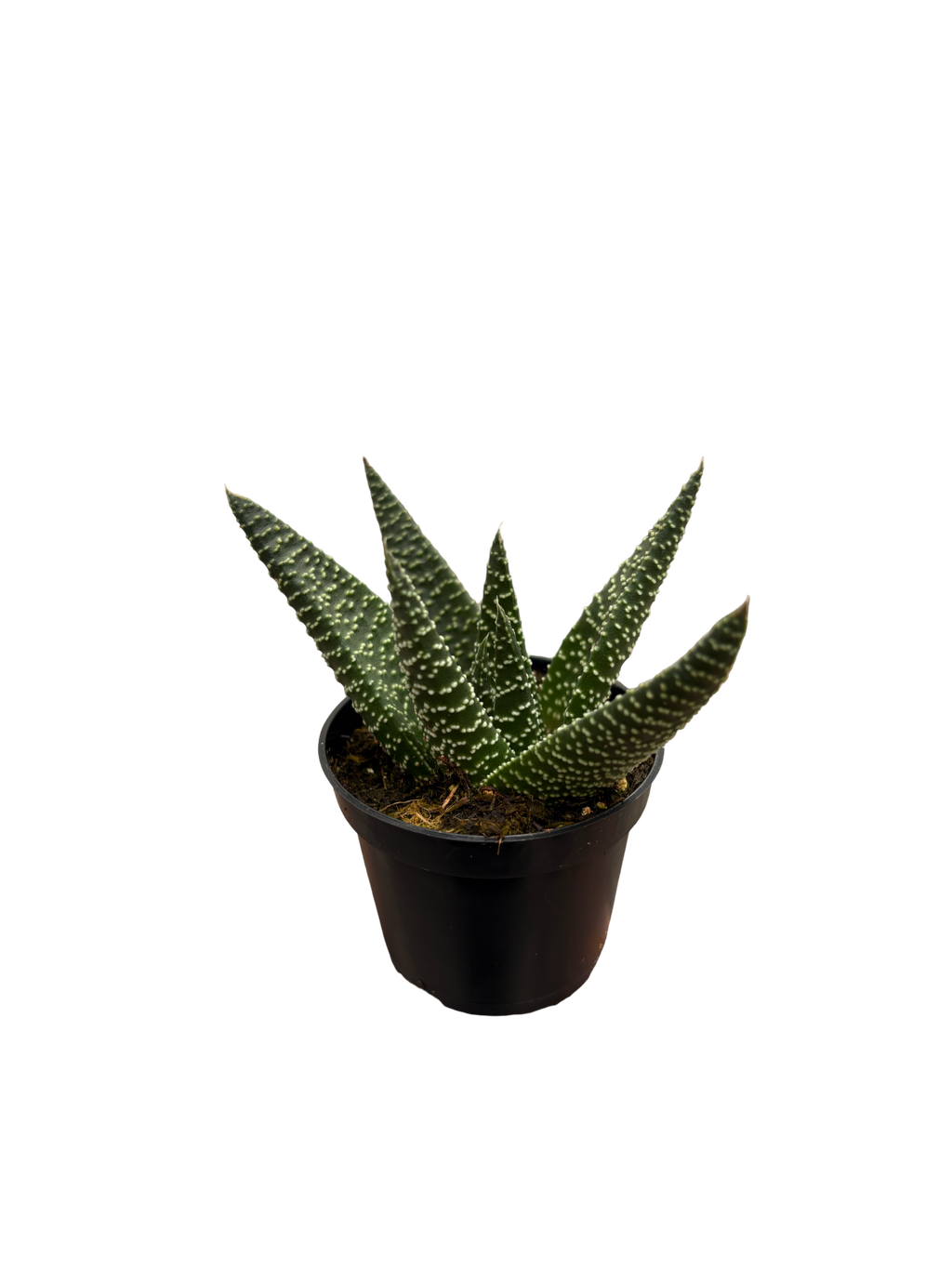 2" Haworthia Royal Highness