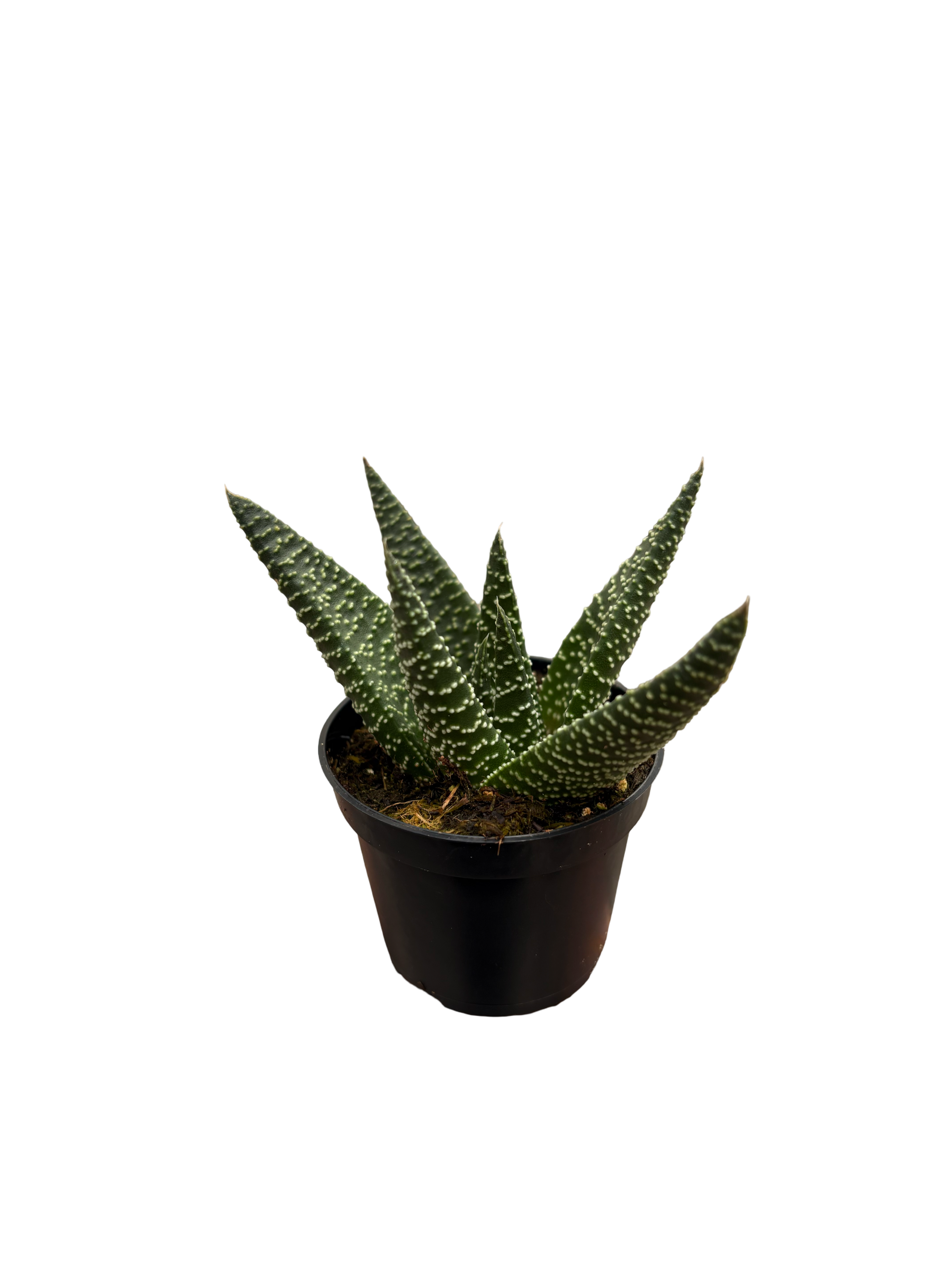 2" Haworthia Royal Highness