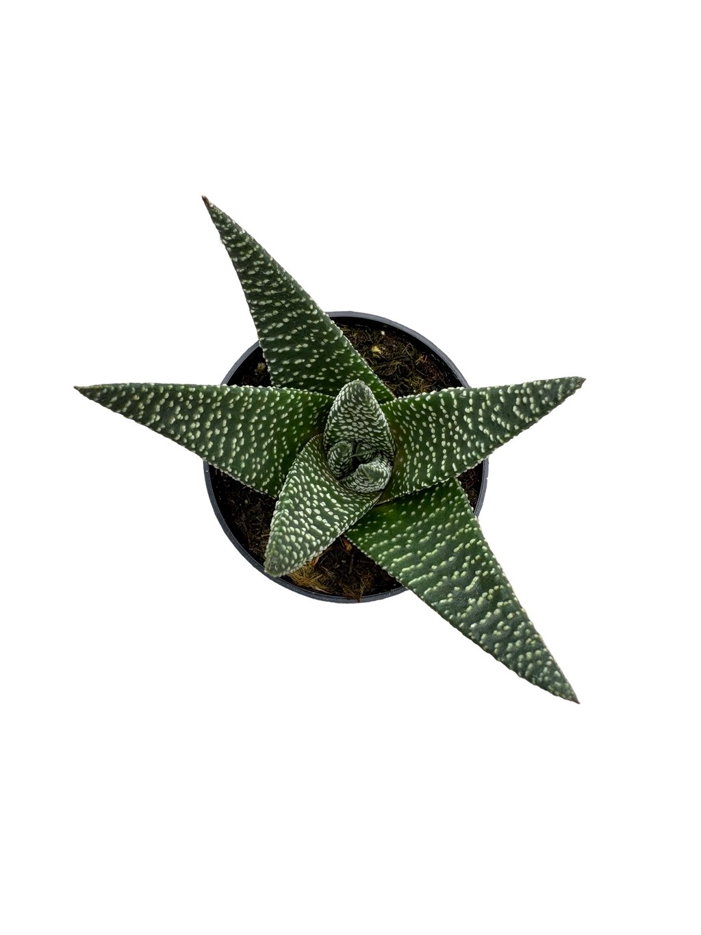 2" Haworthia Royal Highness