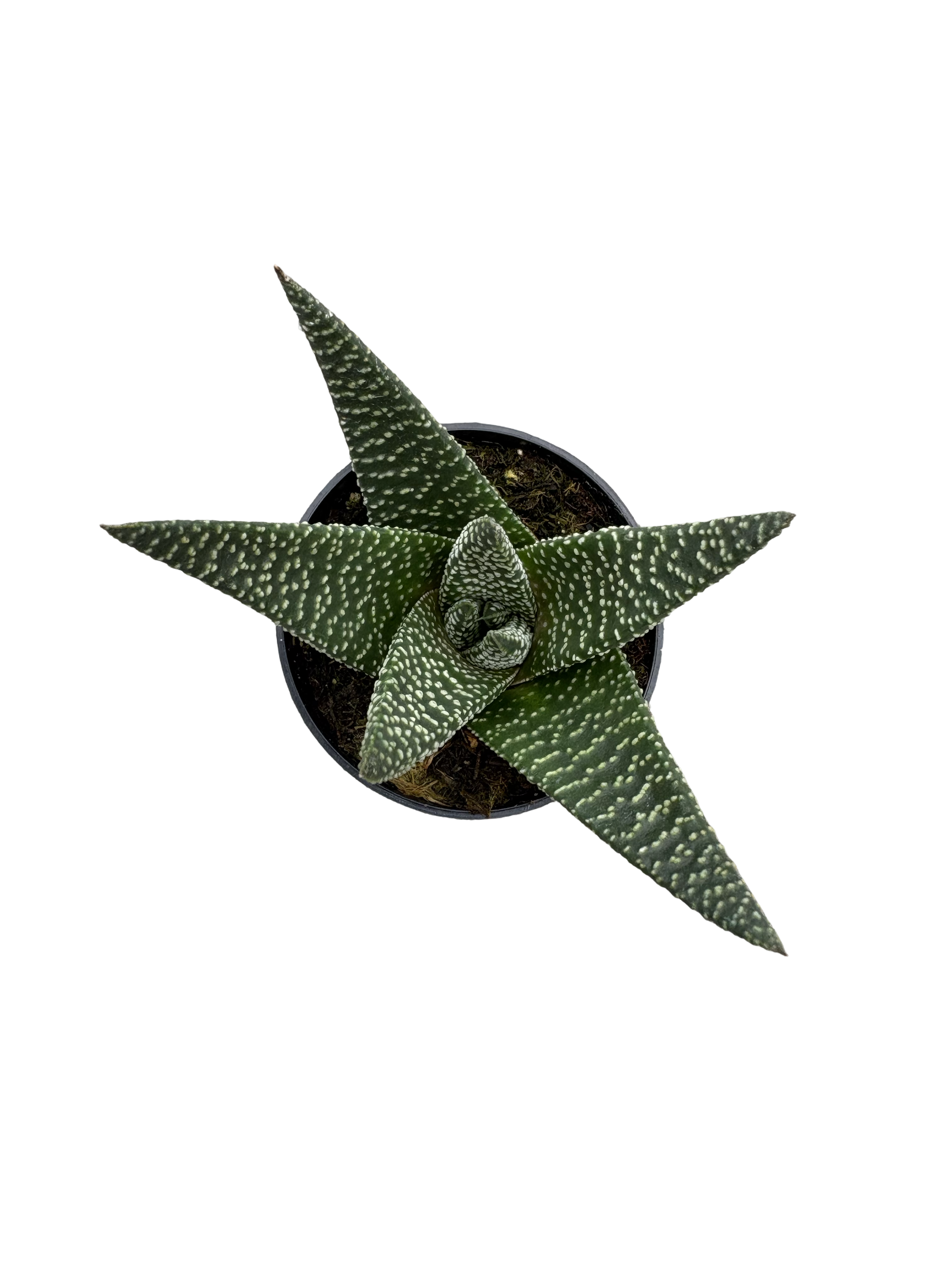 2" Haworthia Royal Highness