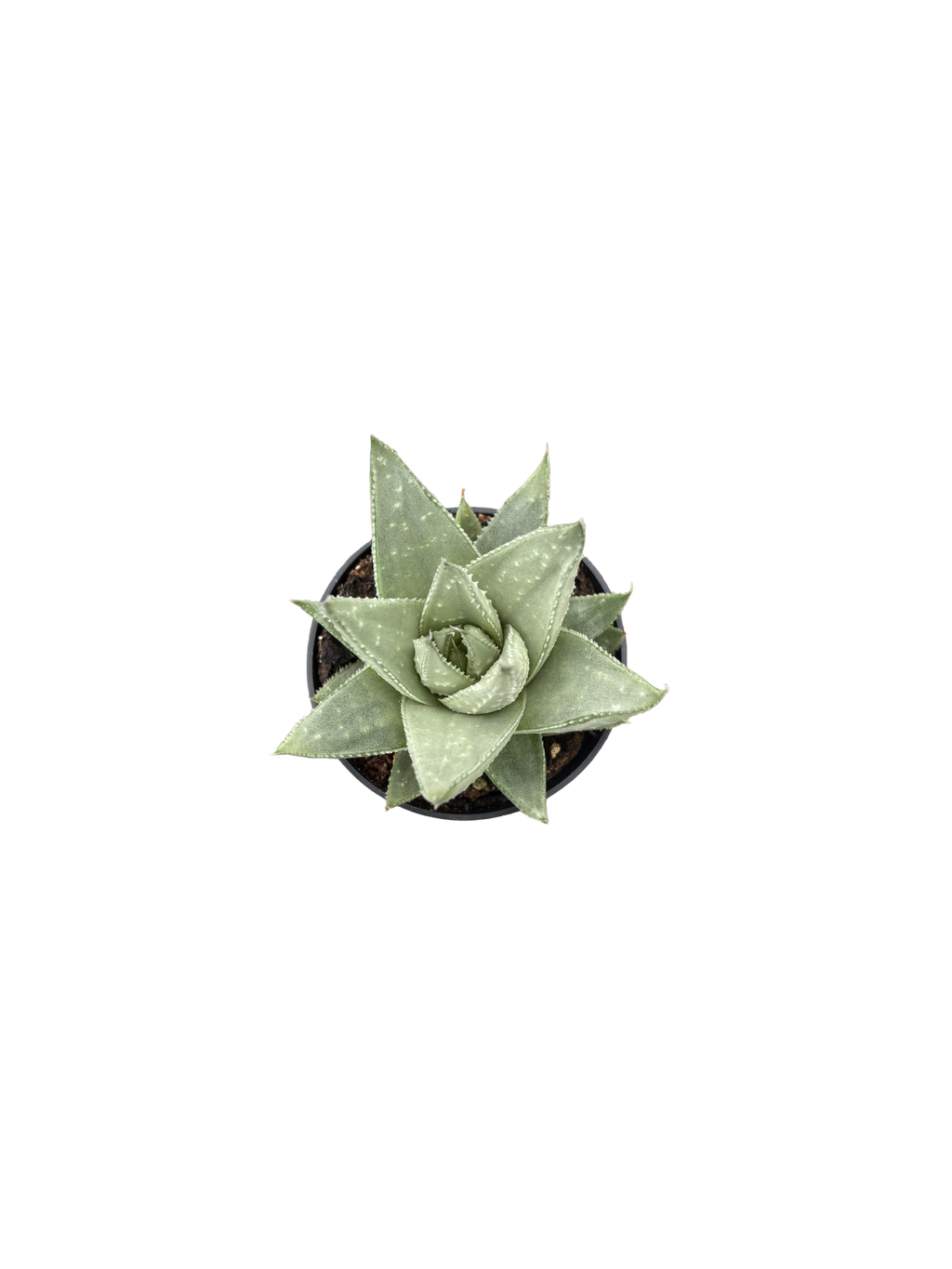 2" Haworthia Savanna