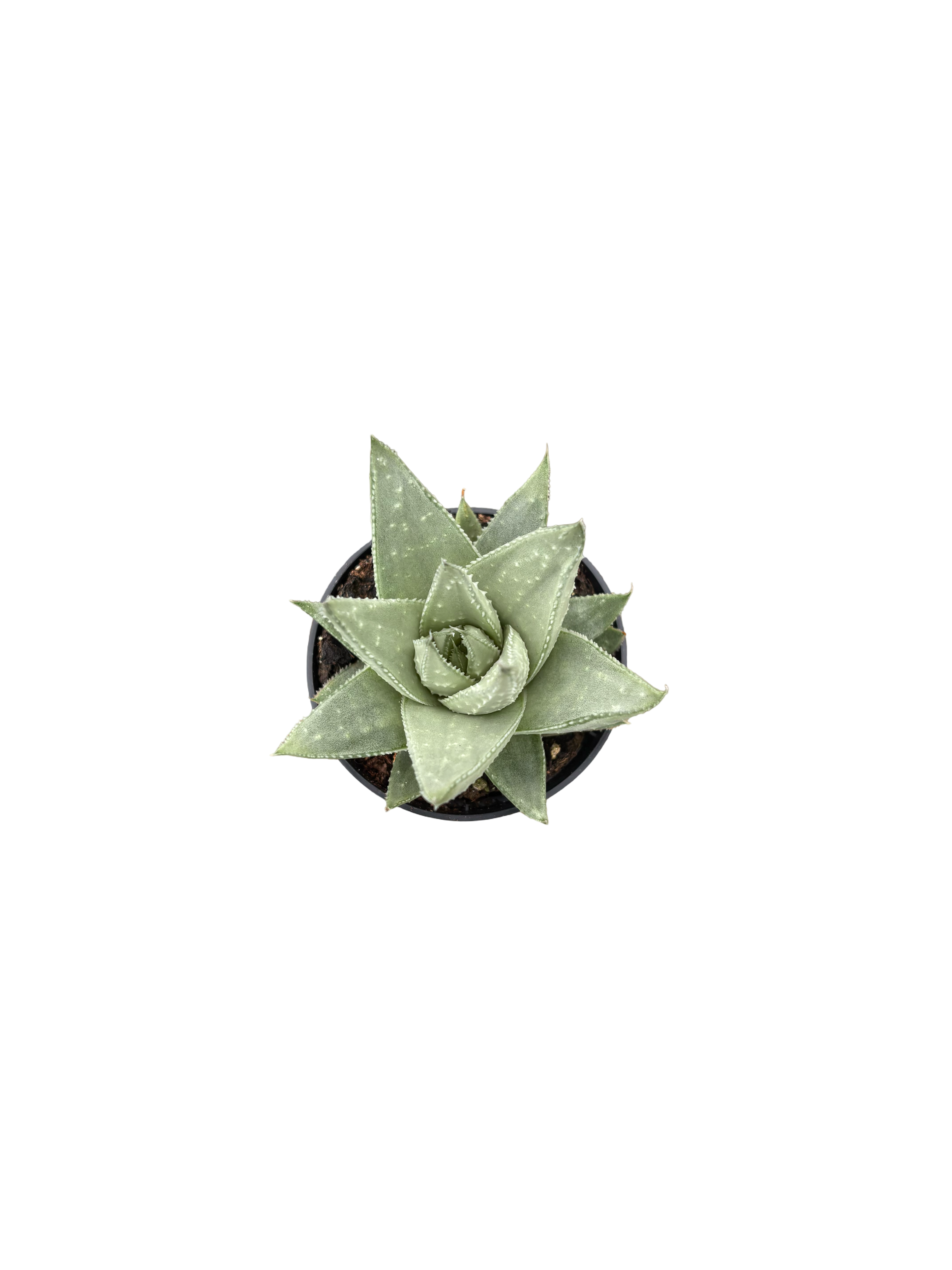 2" Haworthia Savanna