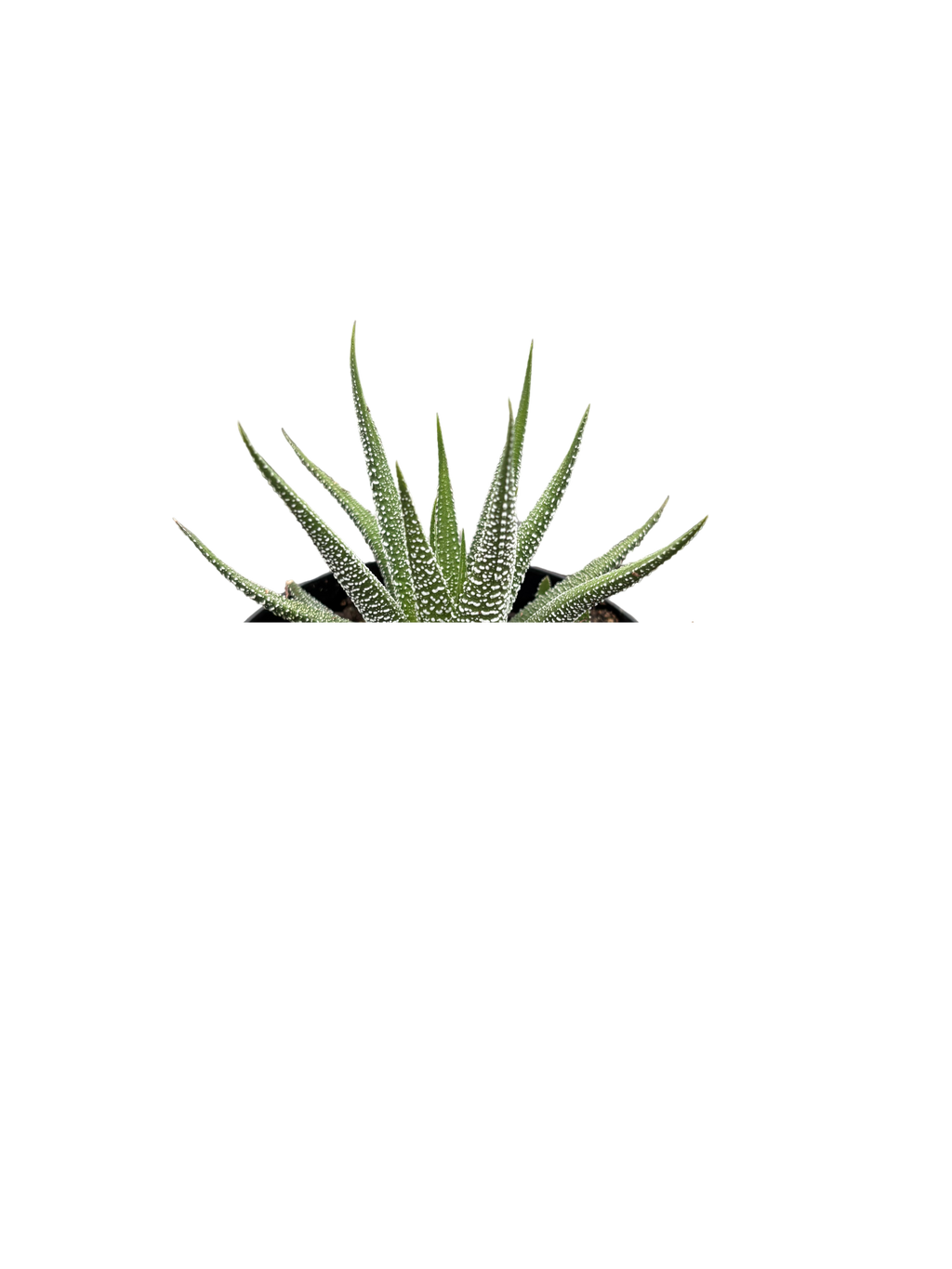 4" Haworthia Concolor