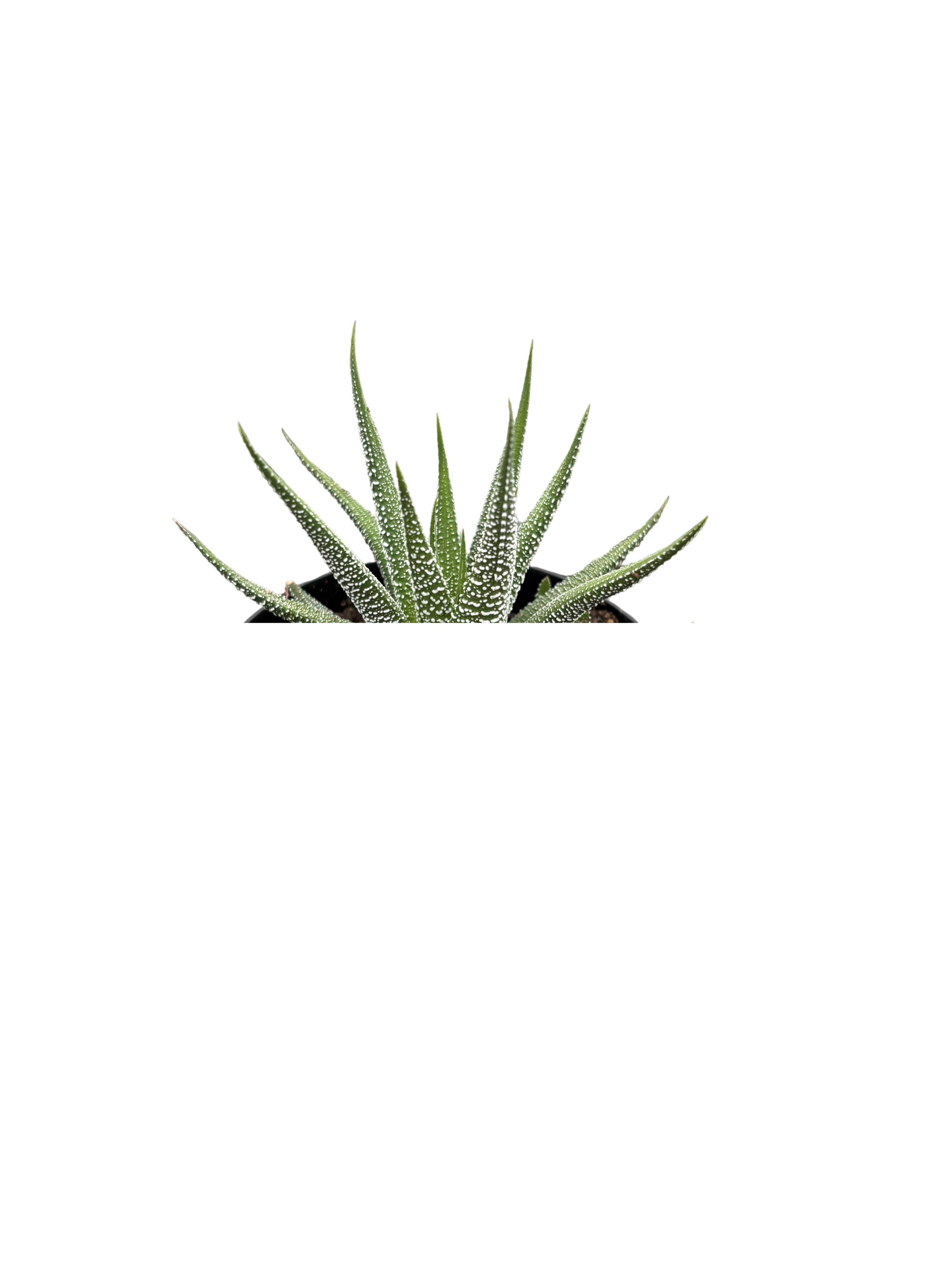 4" Haworthia Concolor