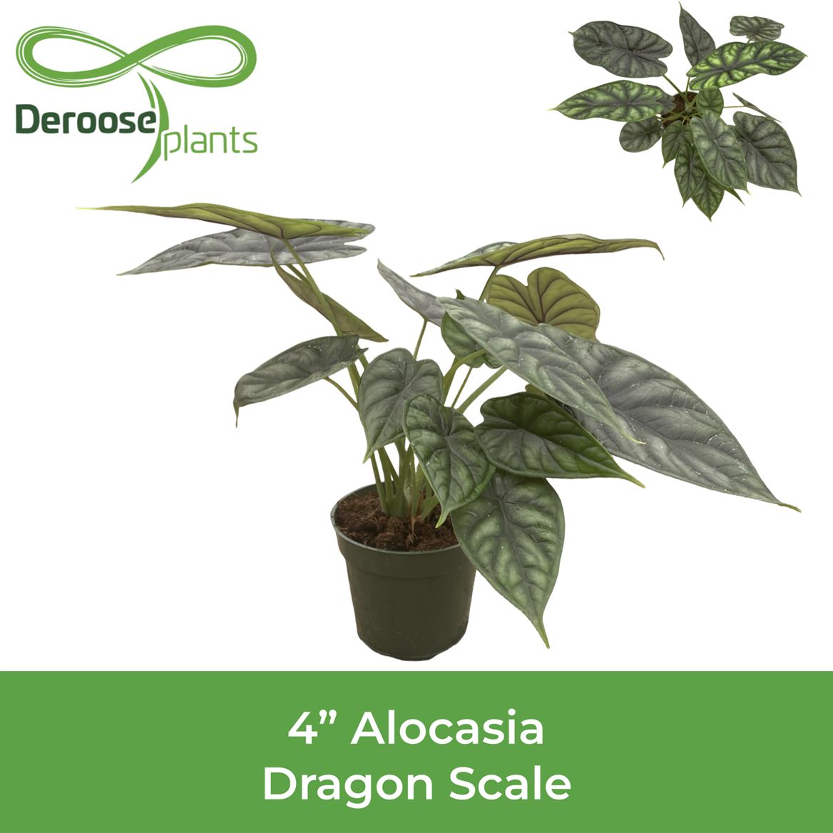 4" Alocasia Dragon Scale