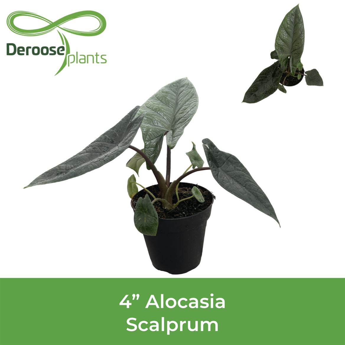 4" Alocasia Scalprum