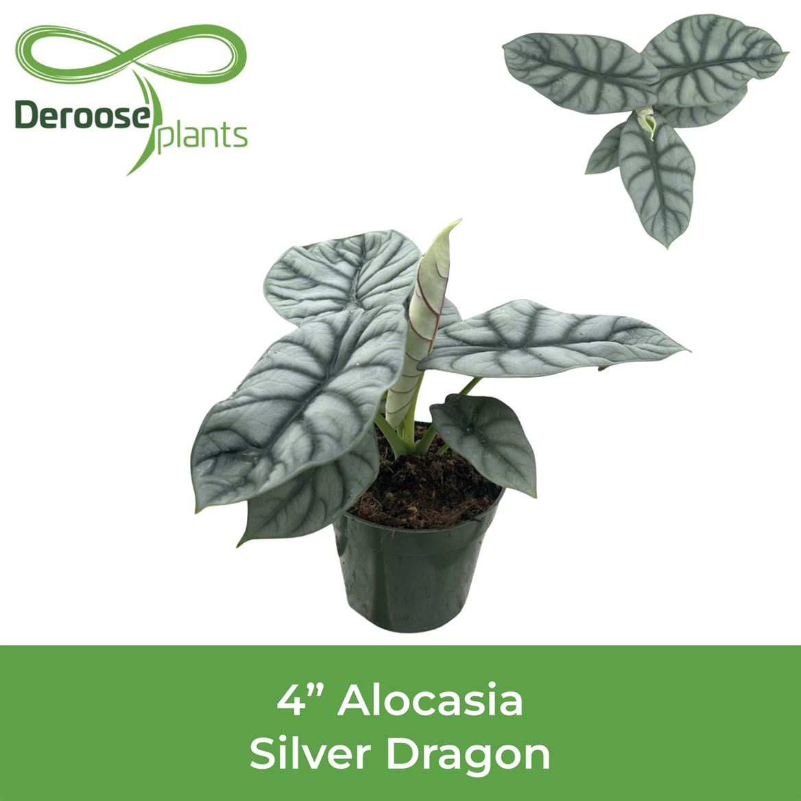 4" Alocasia Silver Dragon