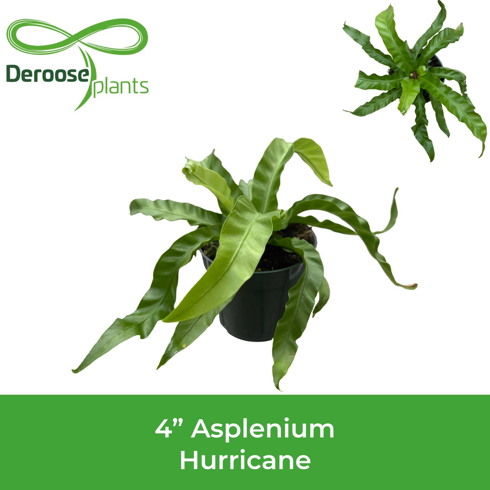 4" Asplenium Hurricane