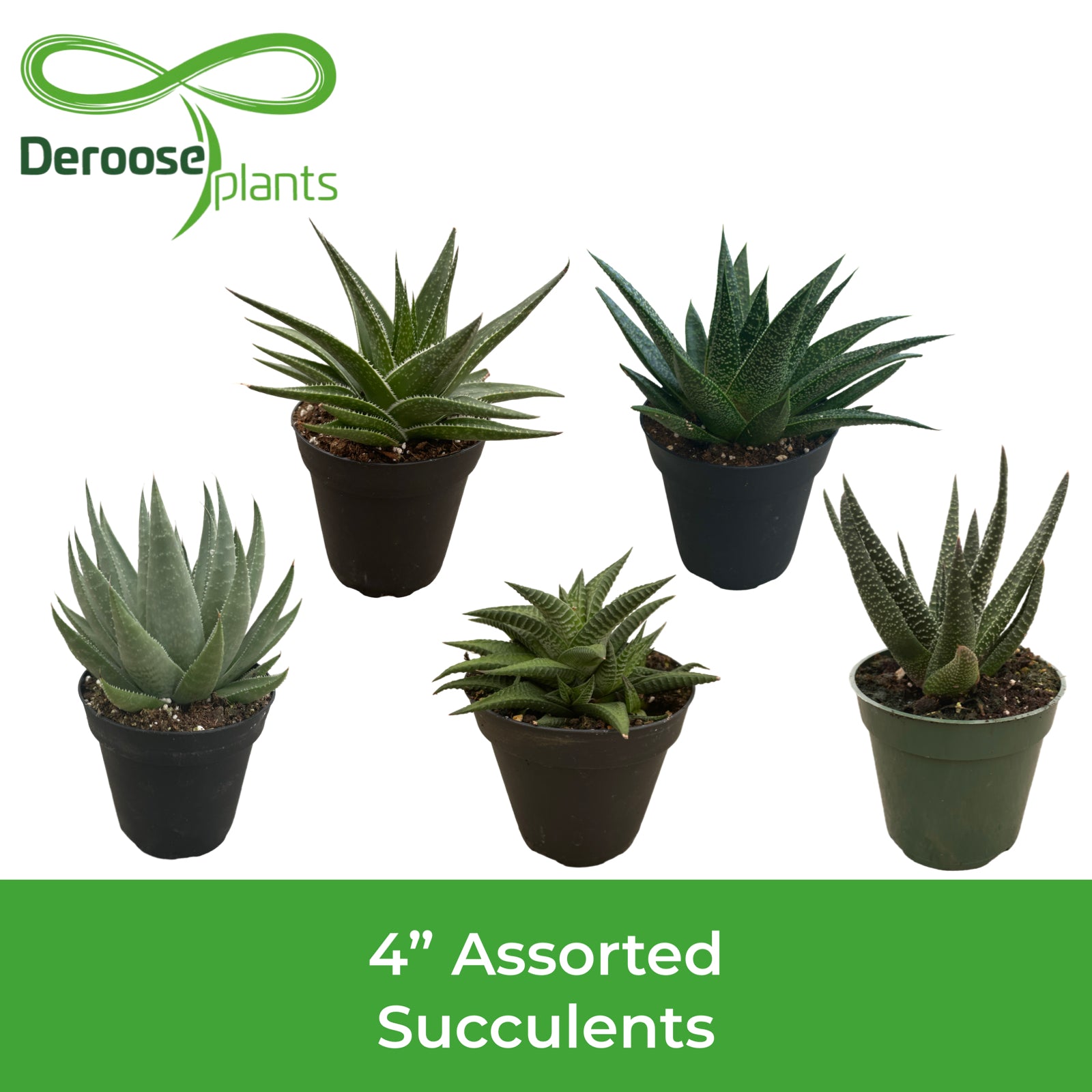 4" Assorted Succulents