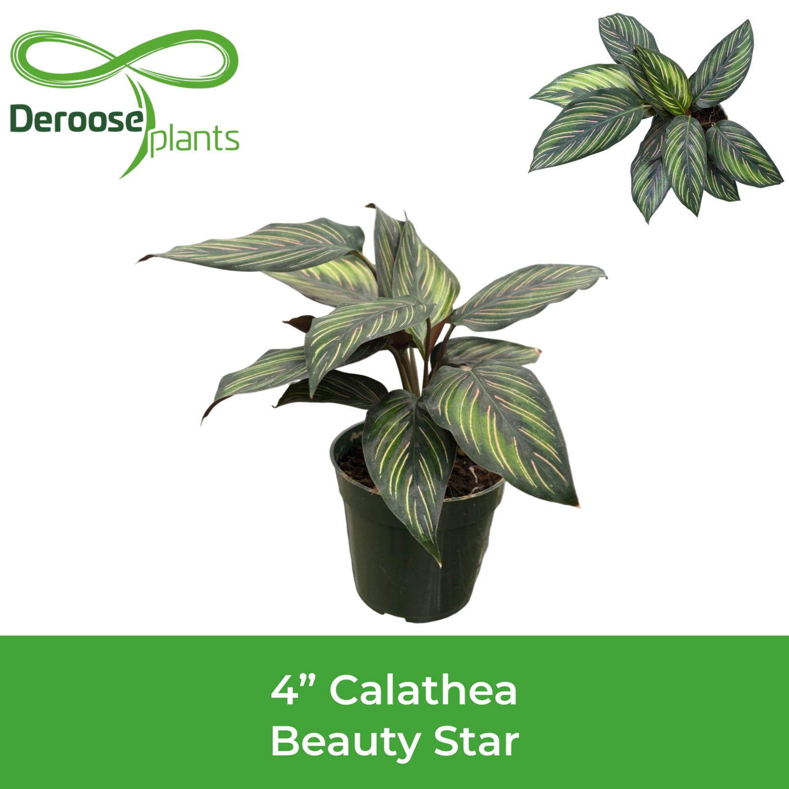 4" Calathea Beauty Star