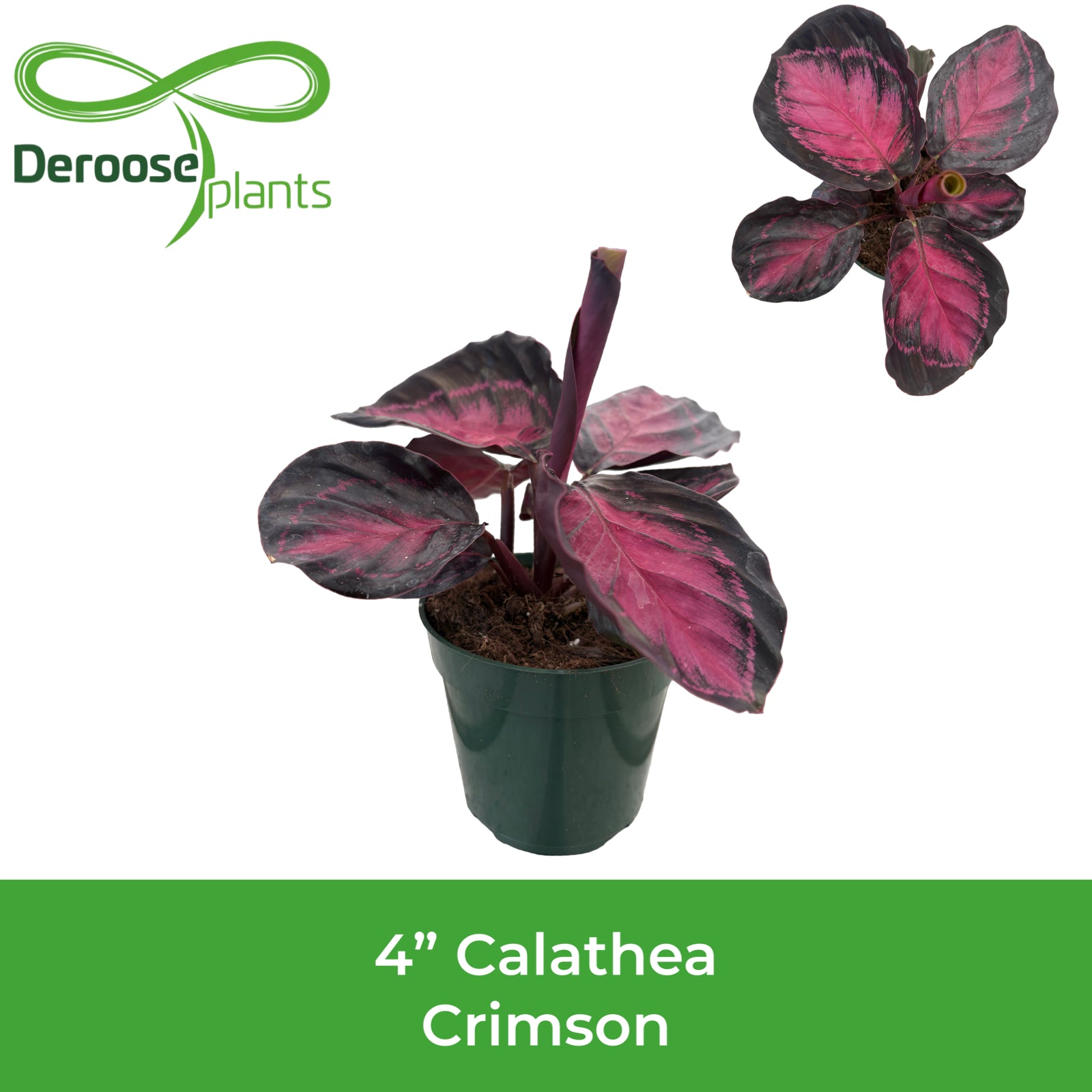 4" Calathea Crimson