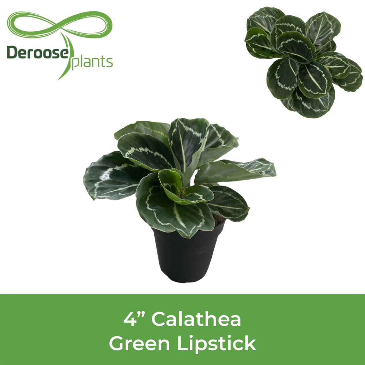 4" Calathea Green Lipstick