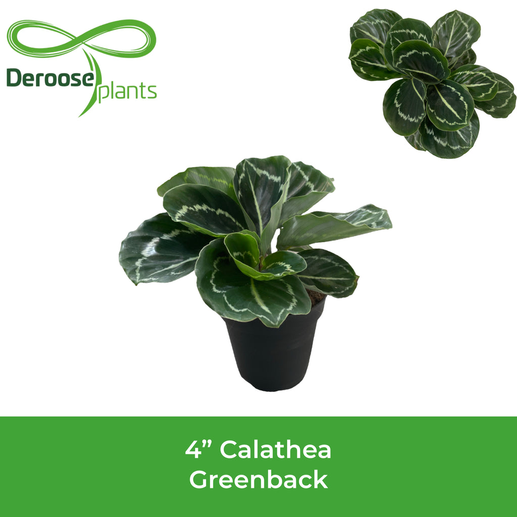 4" Calathea Roseopicta Greenback