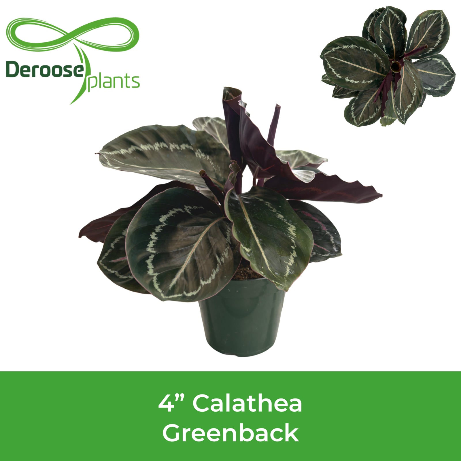 4" Calathea Greenback