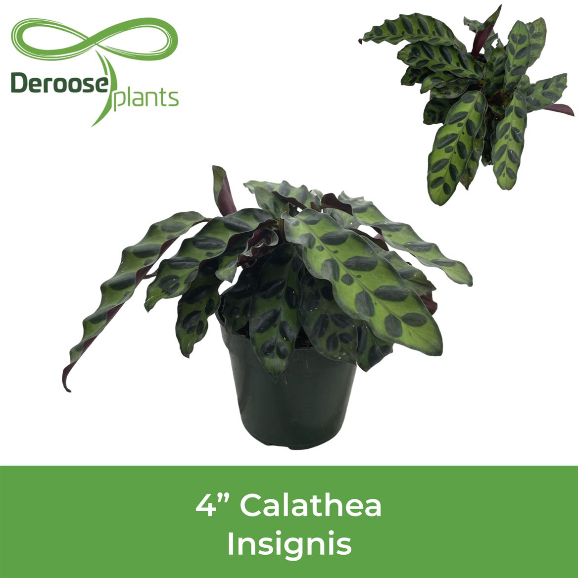 4" Calathea Insignis